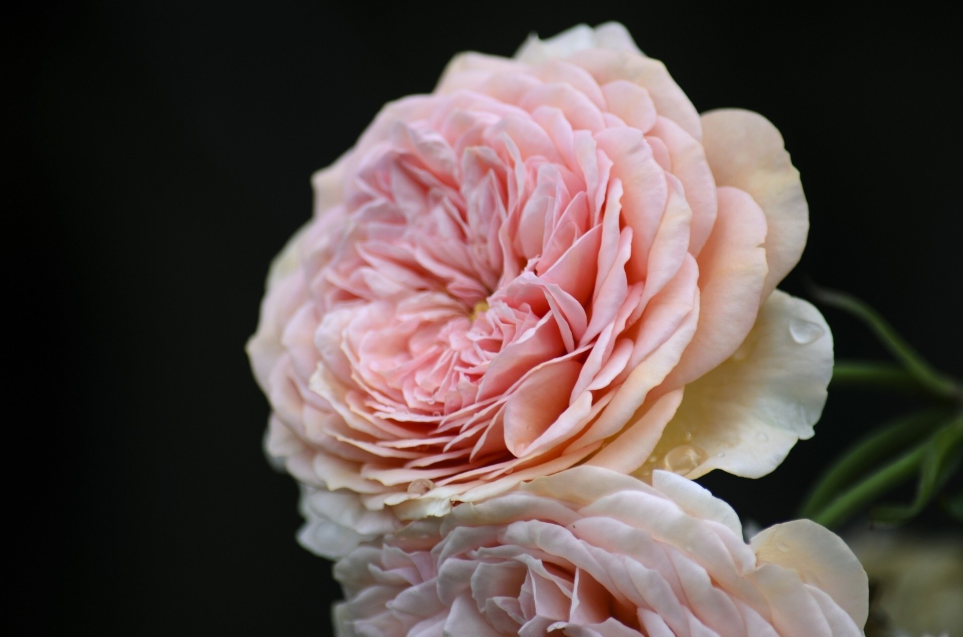 close up rose bud