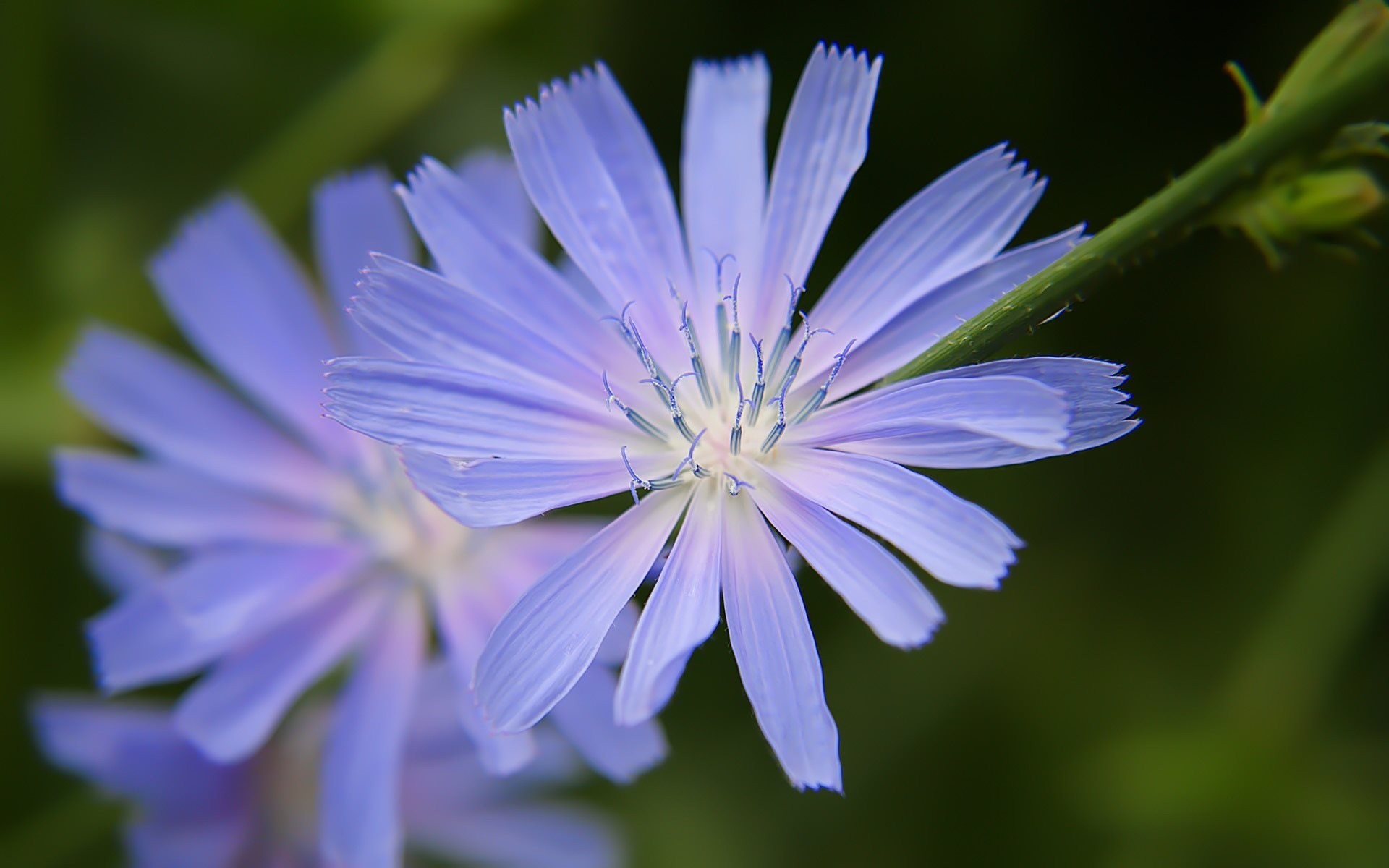 flower the field