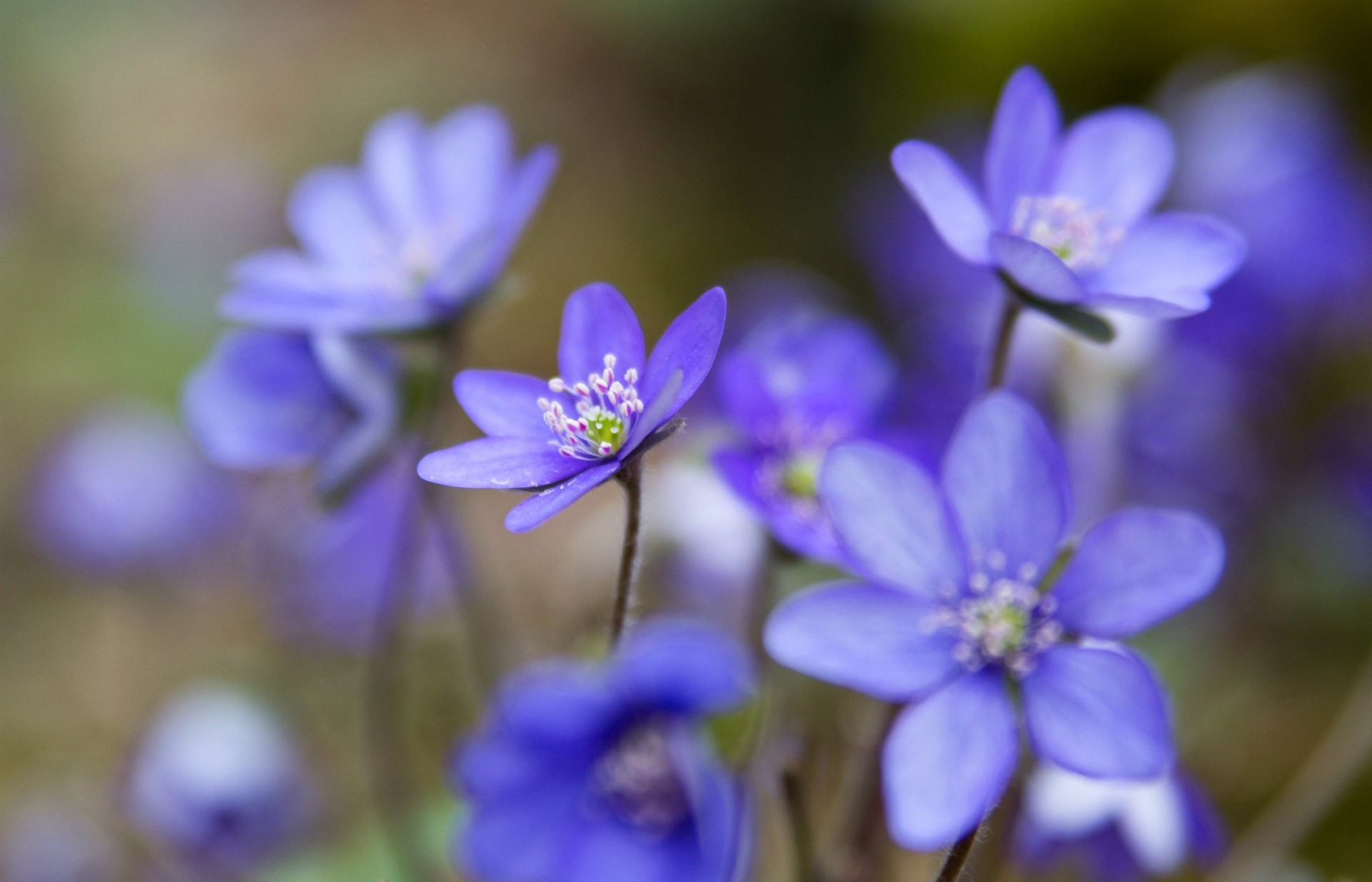 makro wald blau blütenblätter überlauf