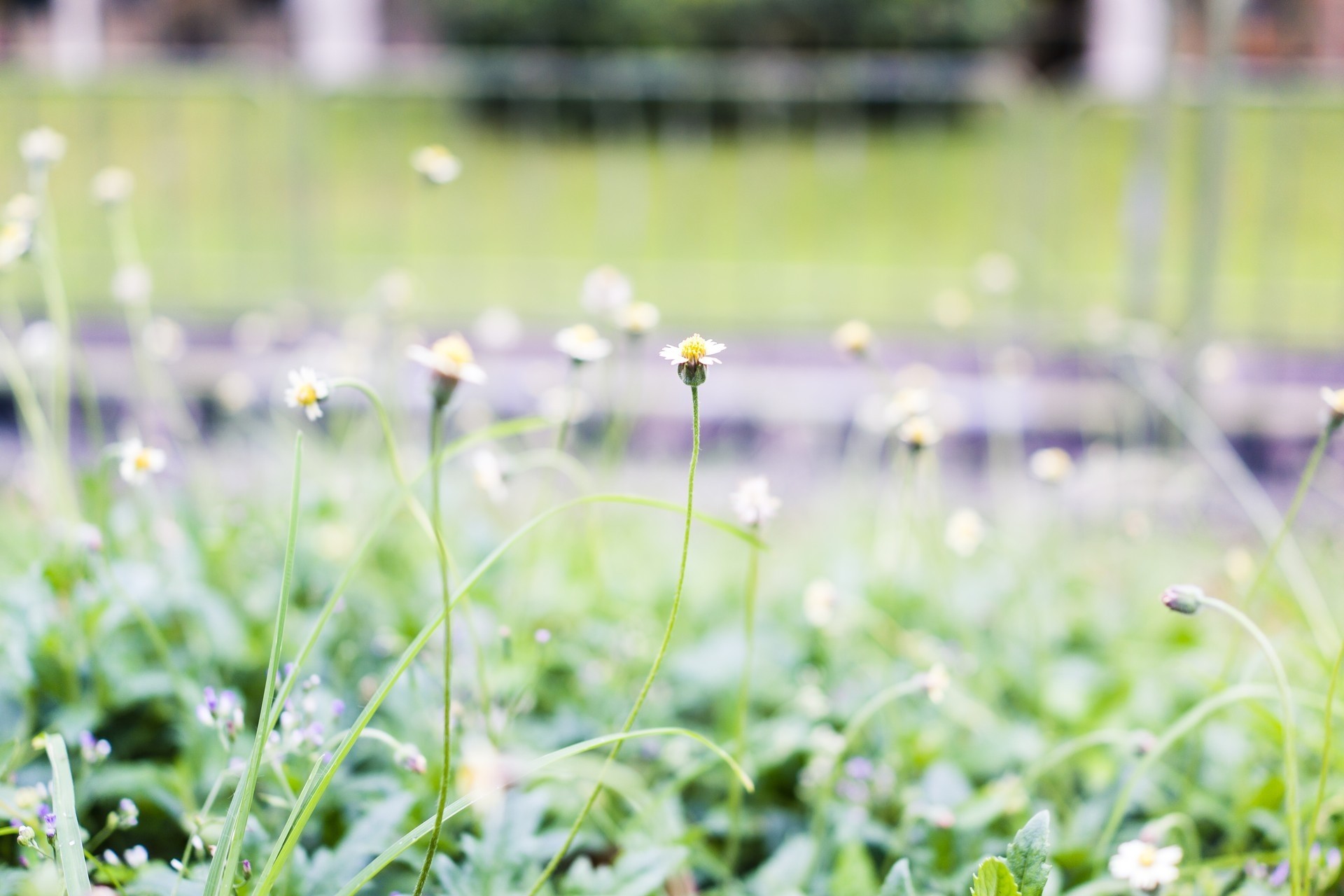 flower singapore wildflowers grass street