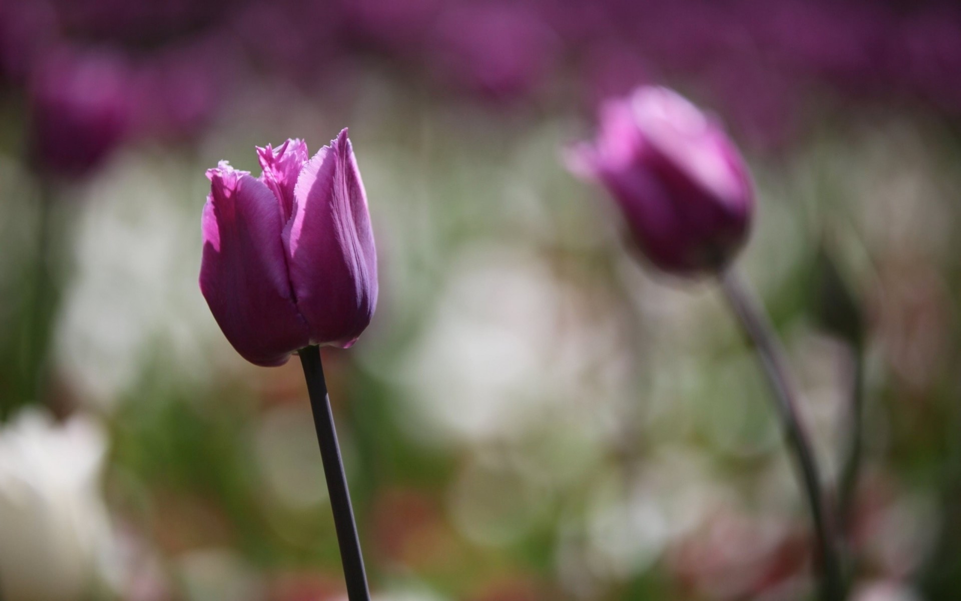 bokeh tulipany kwiaty