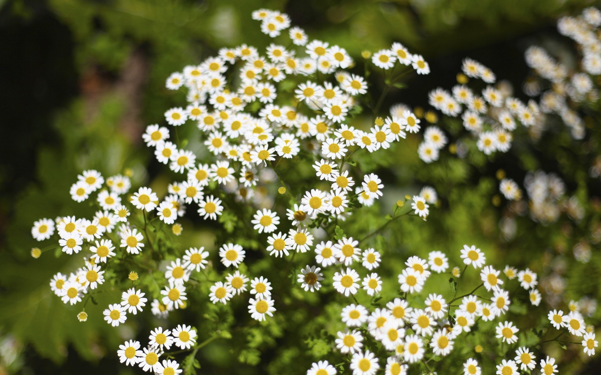 chamomile grass green blur flower