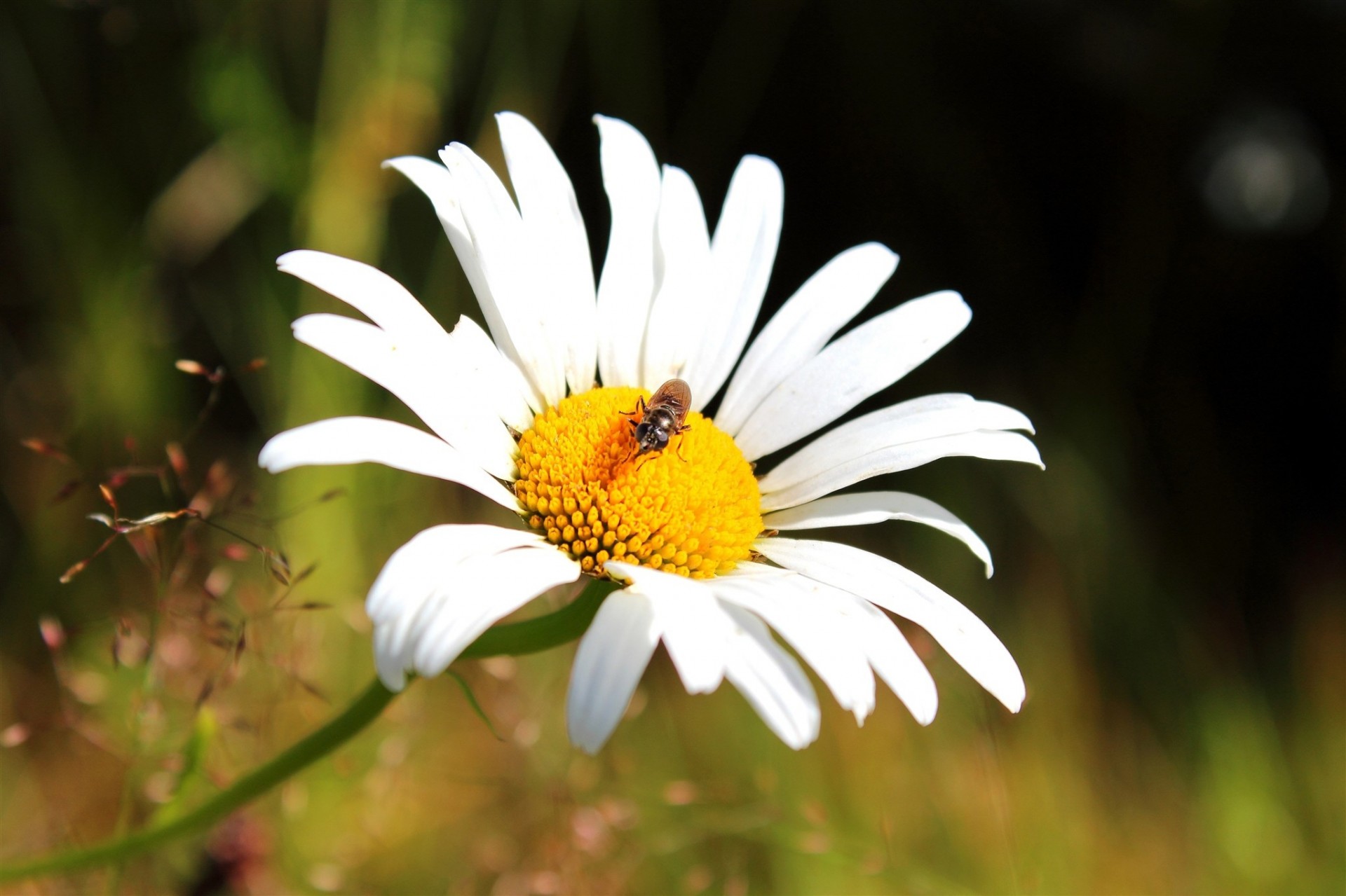 abeille camomille tige gros plan pétales