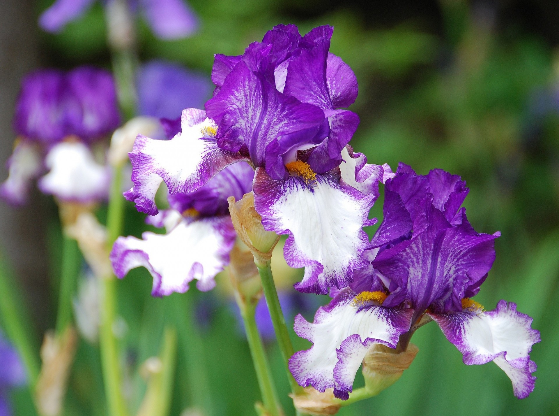 gros plan iris pétales