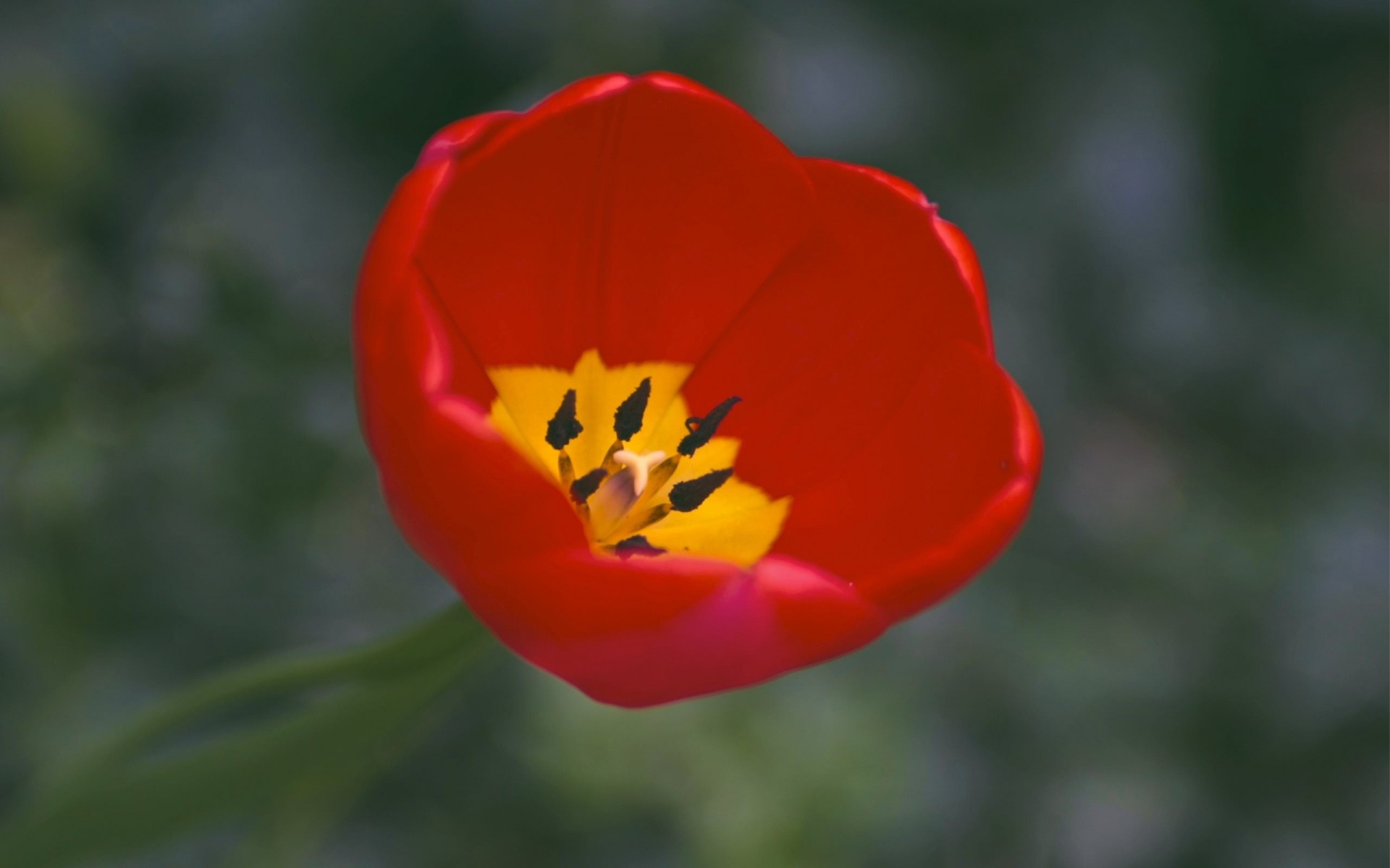 petals one yellow