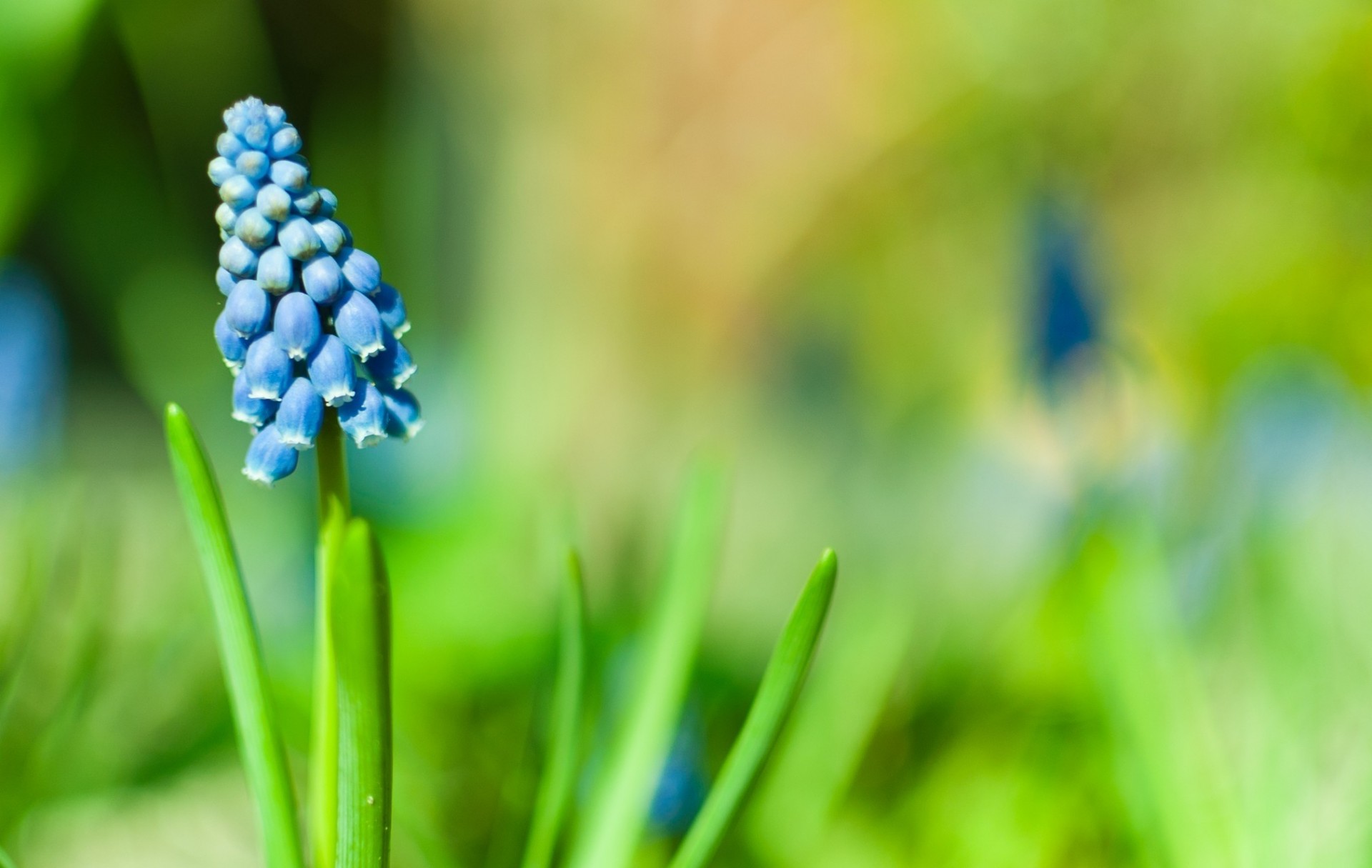 hyacinth flower