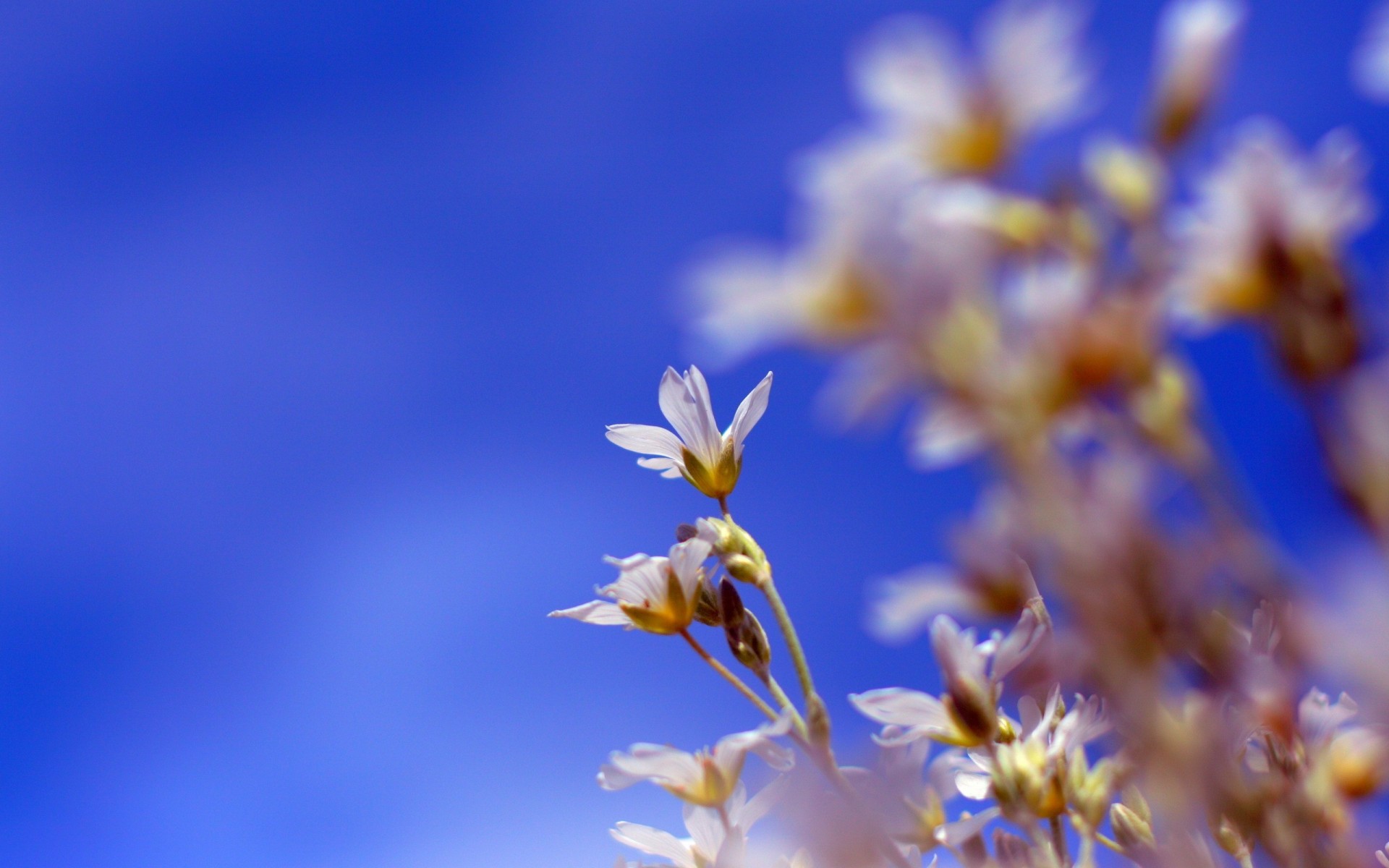 himmel blumen natur