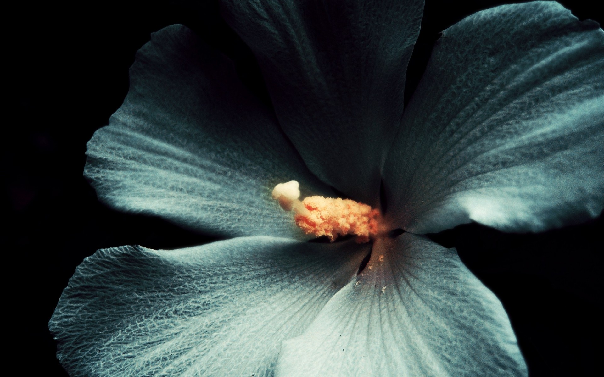 macro fiore sfondo scuro bianco ibisco