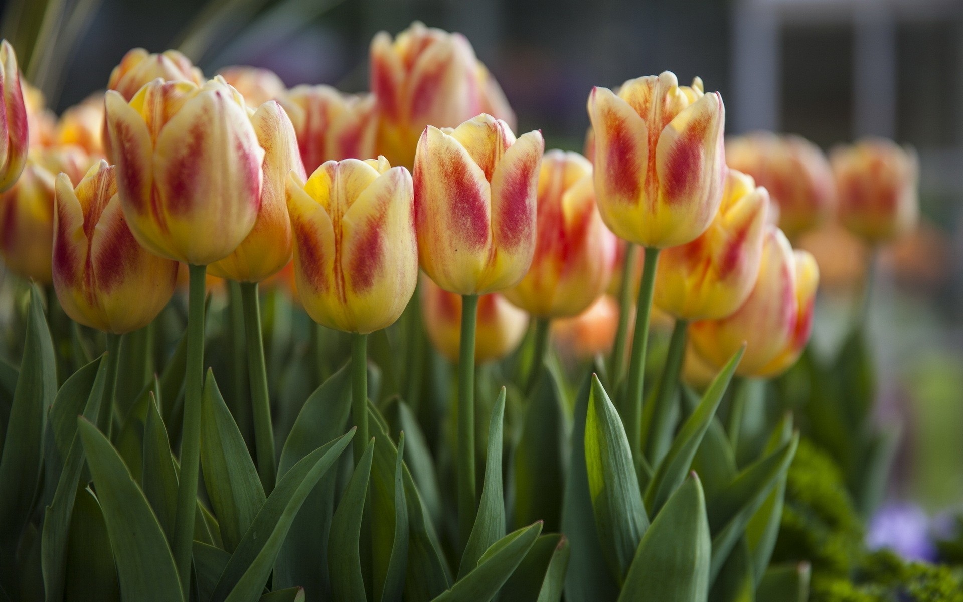 naturaleza flores tulipanes