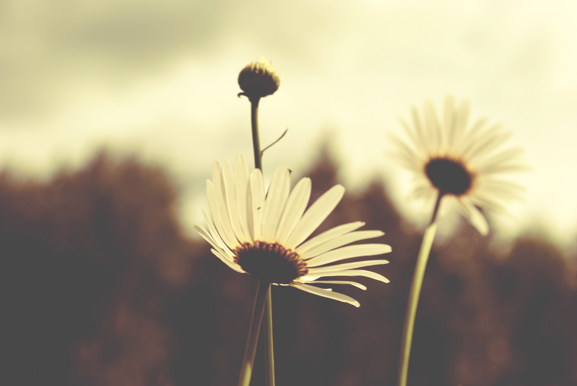 chamomile flower petals white