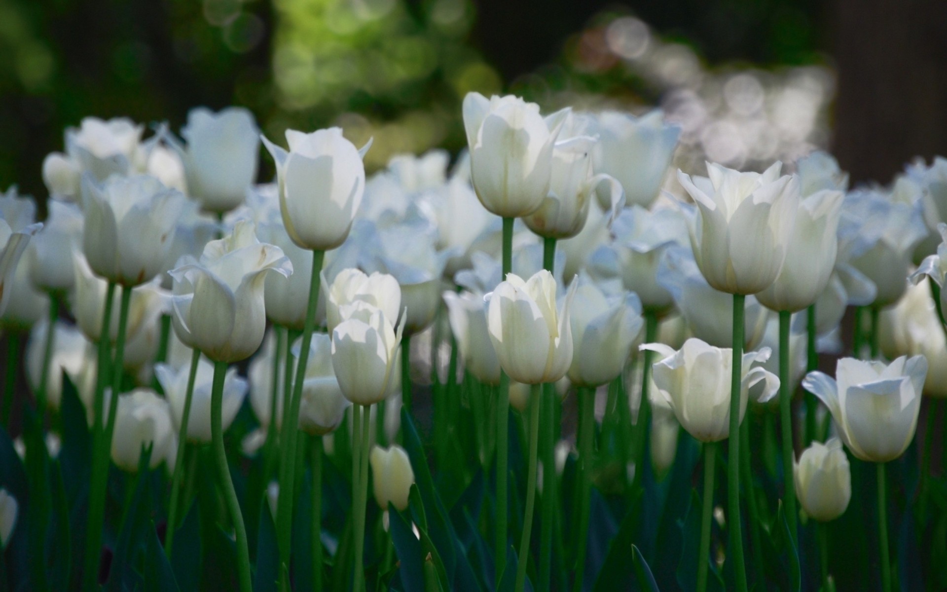 tiges bokeh tulipes champ blanc pétales