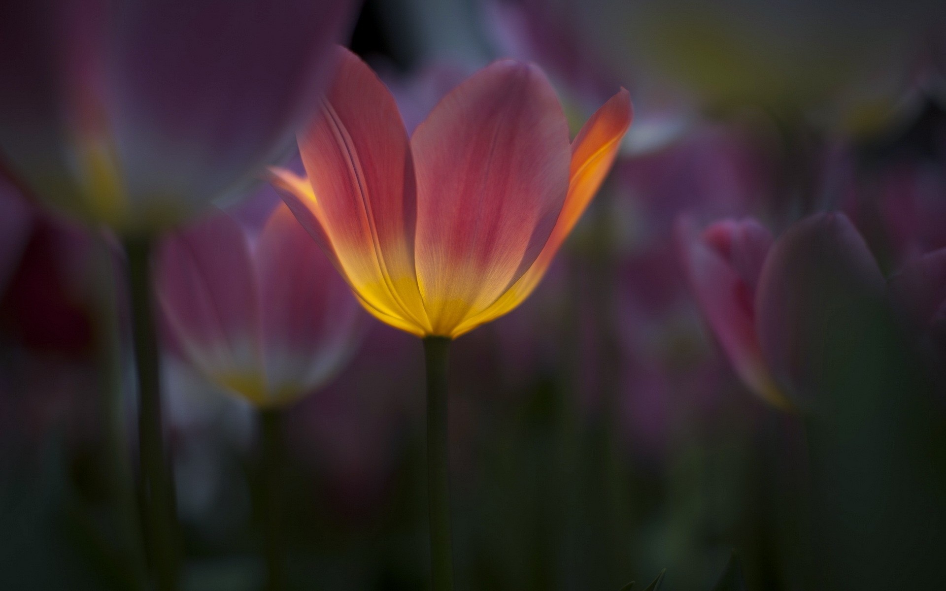 flower nature tulip