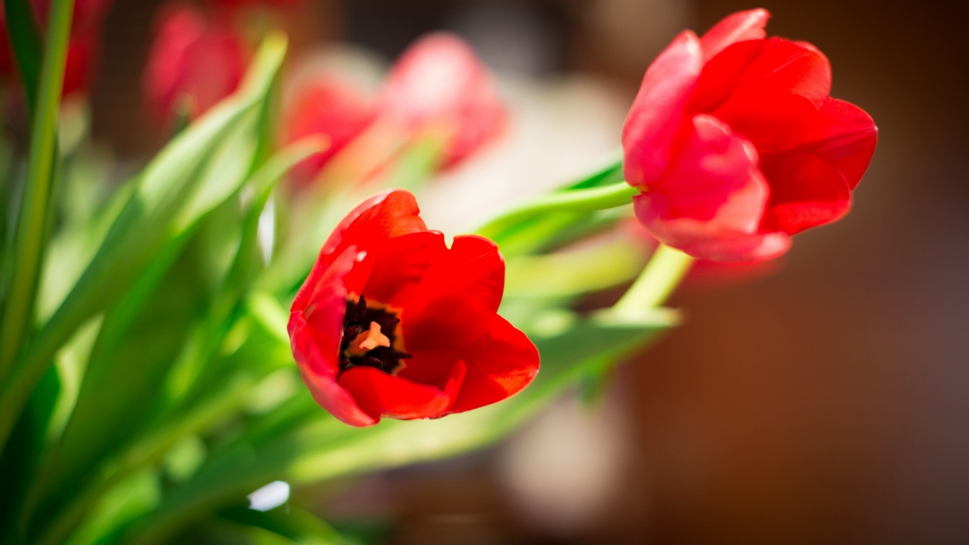 nature flower tulip