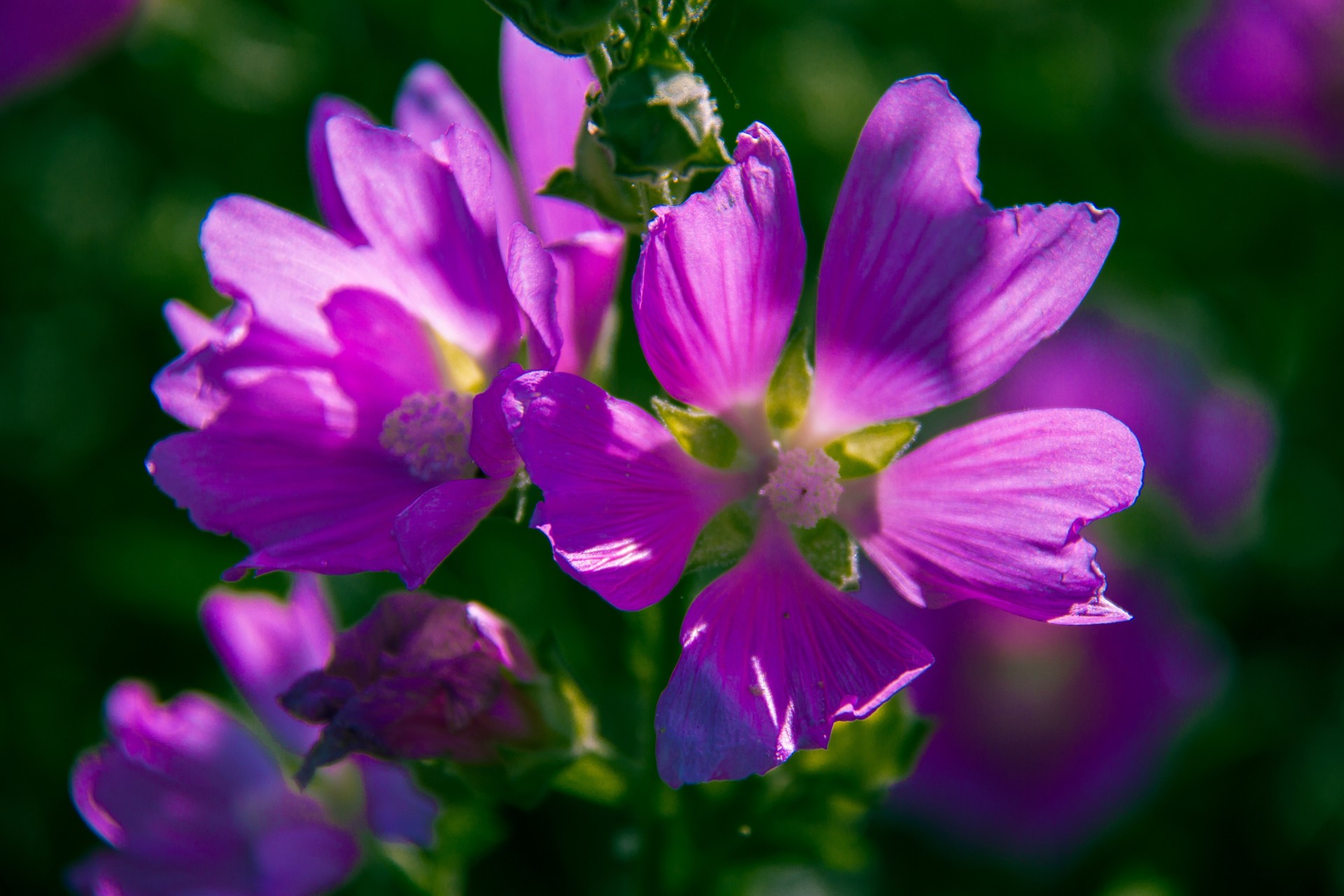 lilla fiore bellezza verde