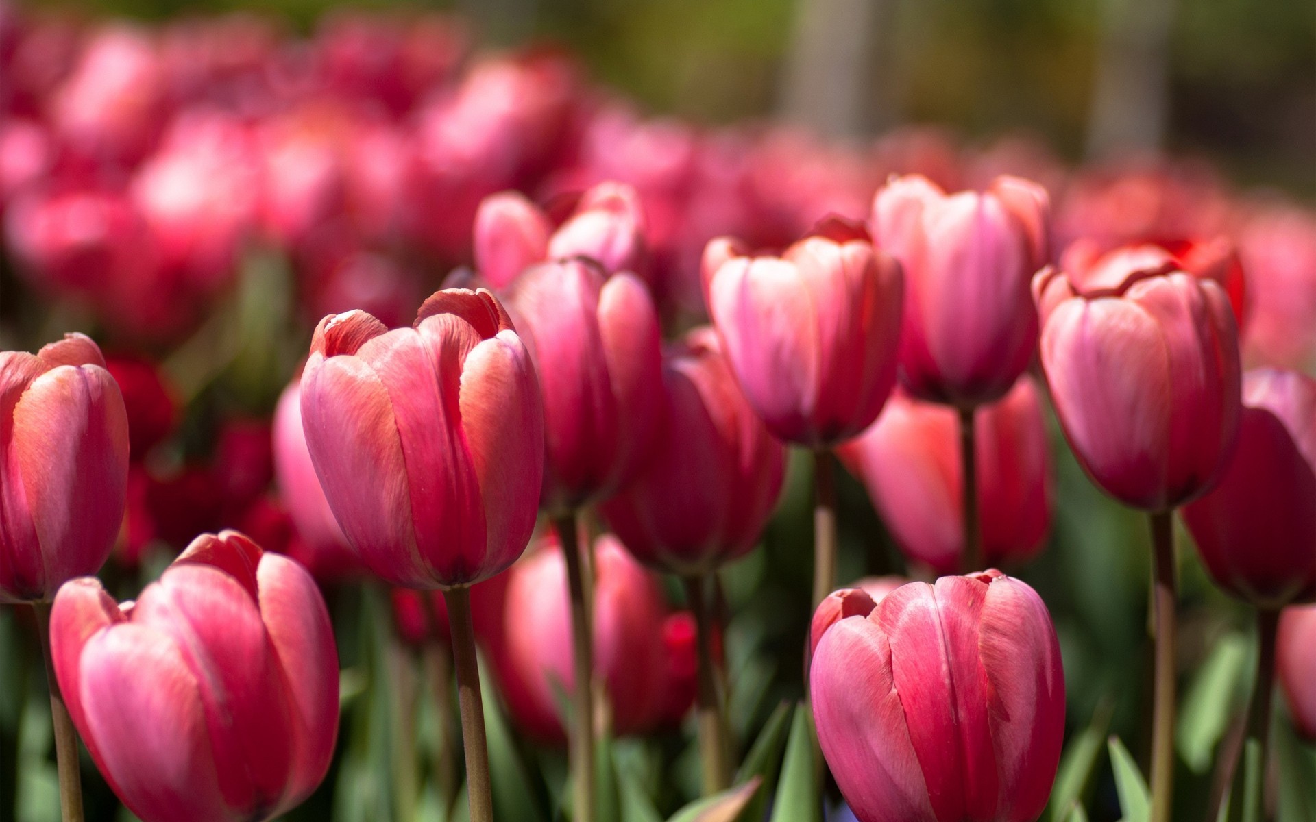 many pink spring tulip