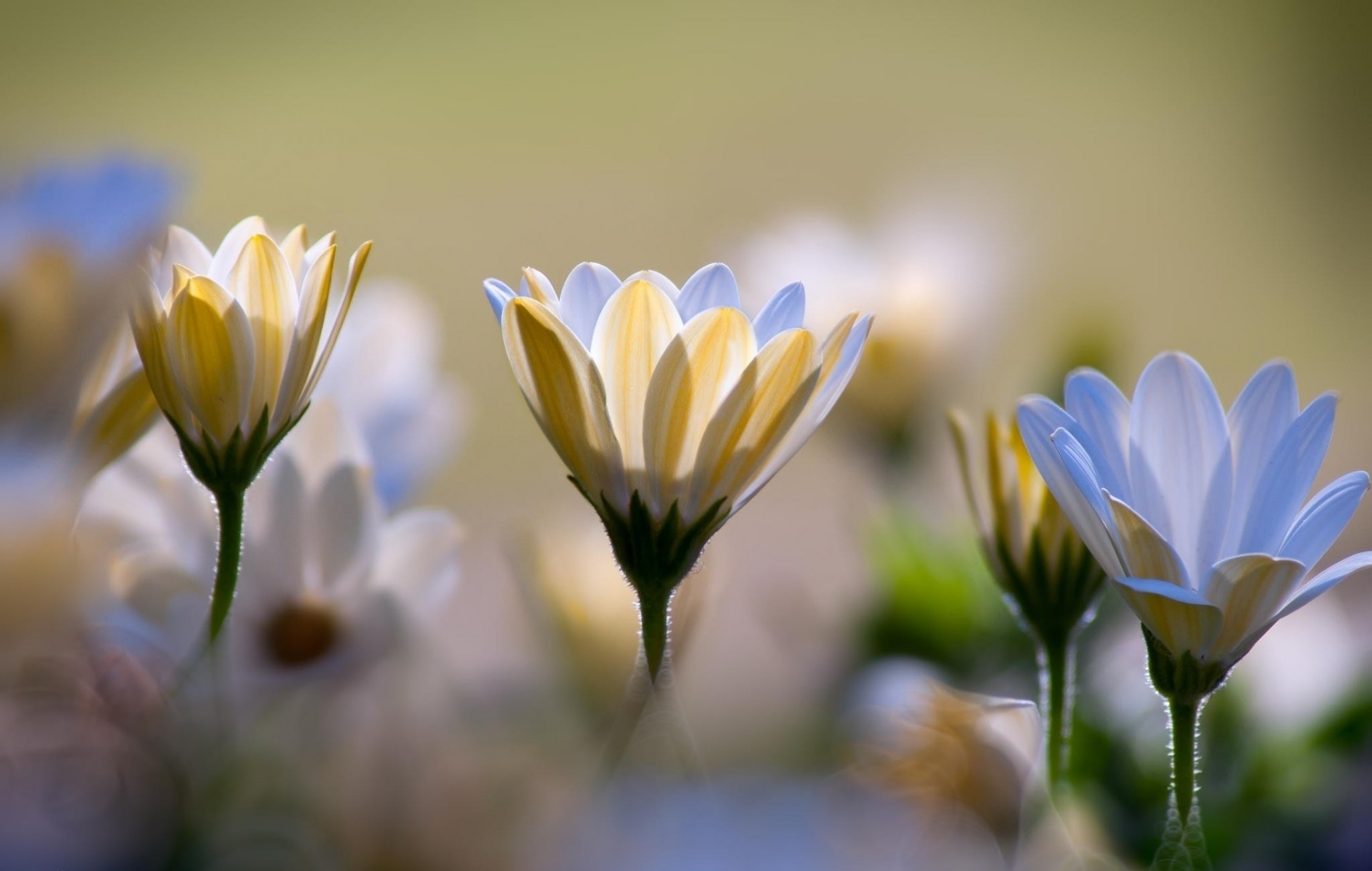 macro bokeh crisantemo fiori bianco