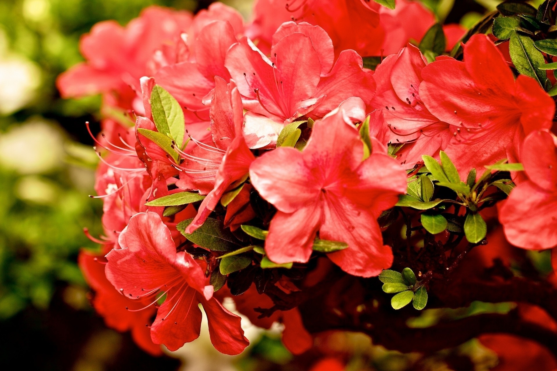 close up azalea branch