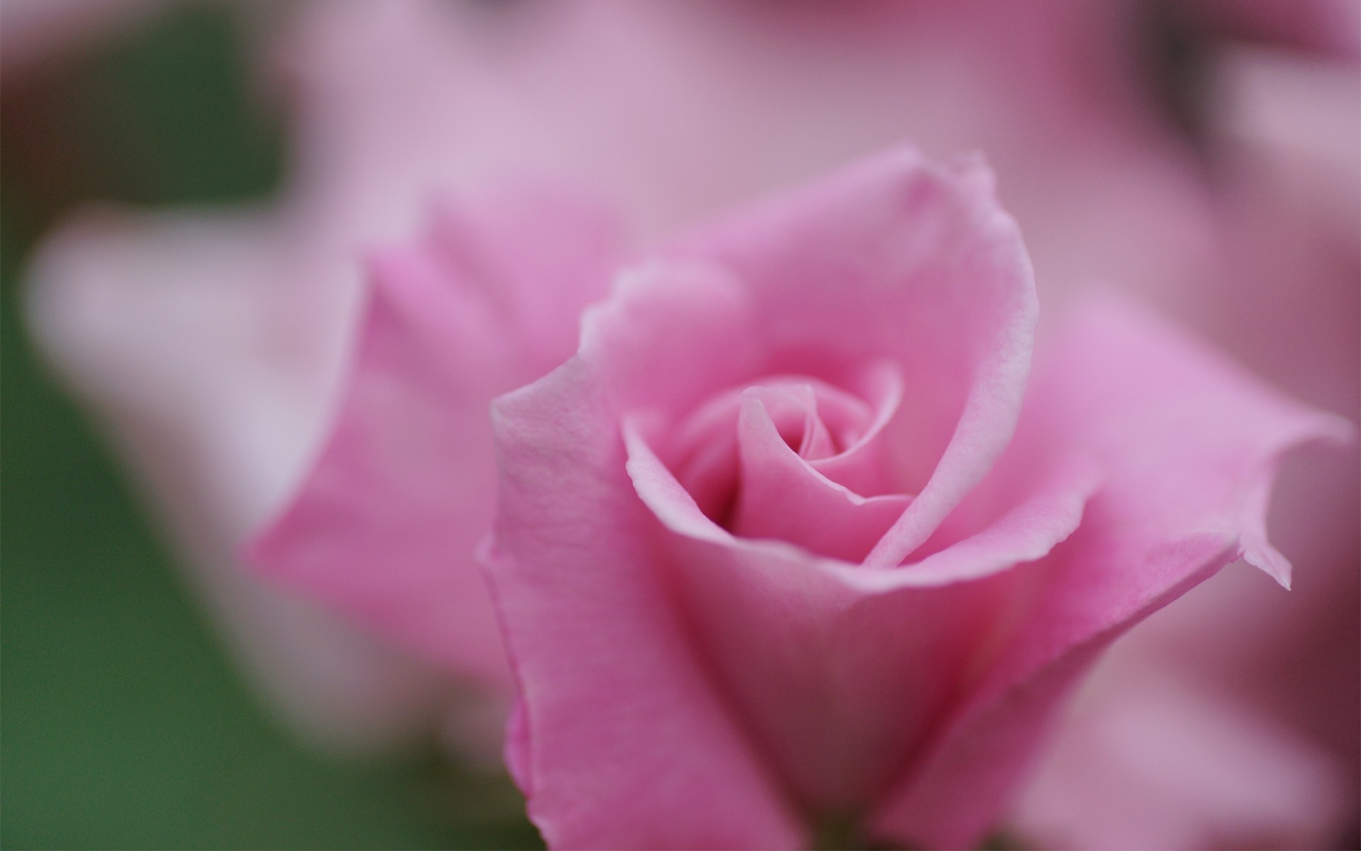 close up rose flower pink