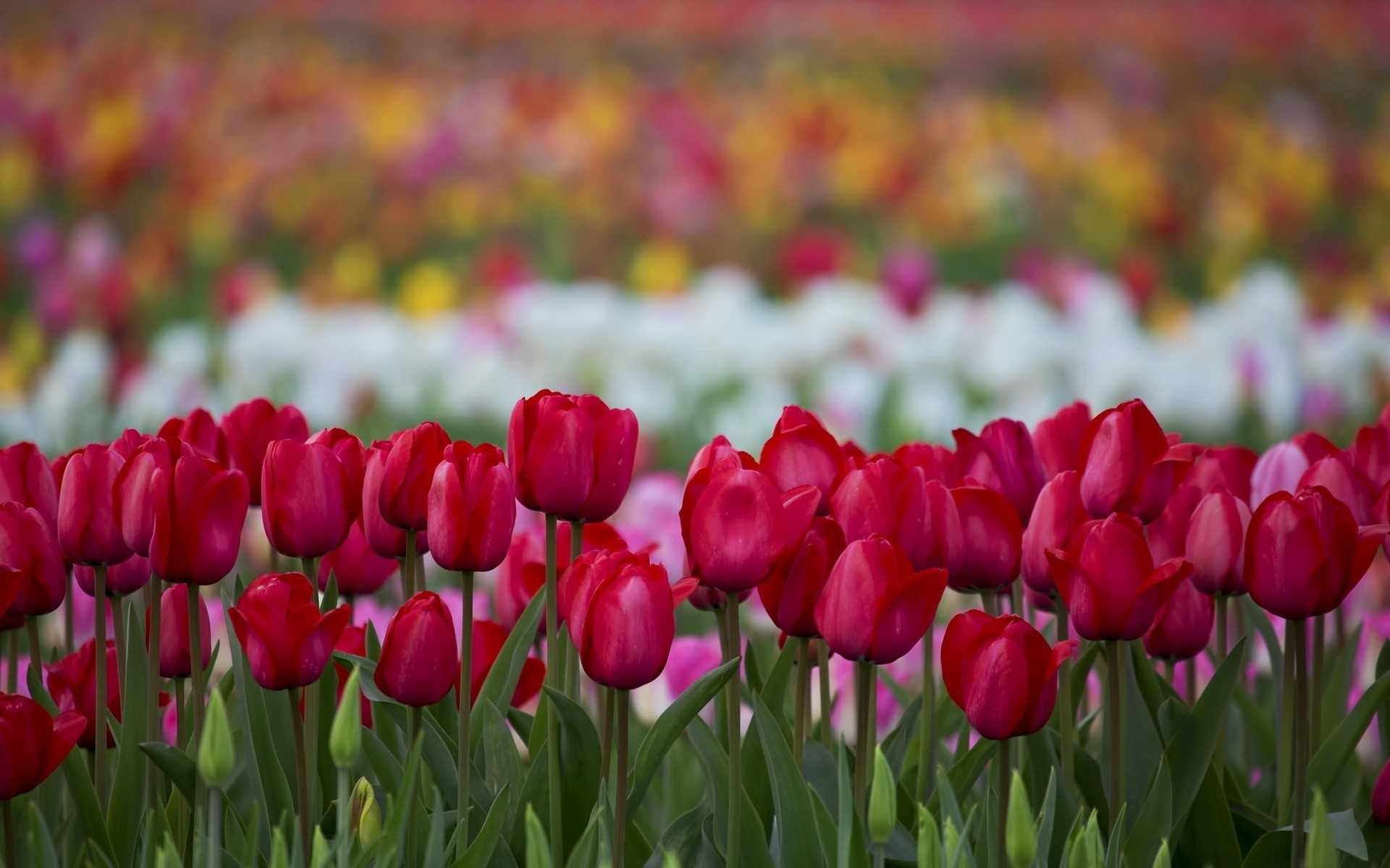 nature flower tulip