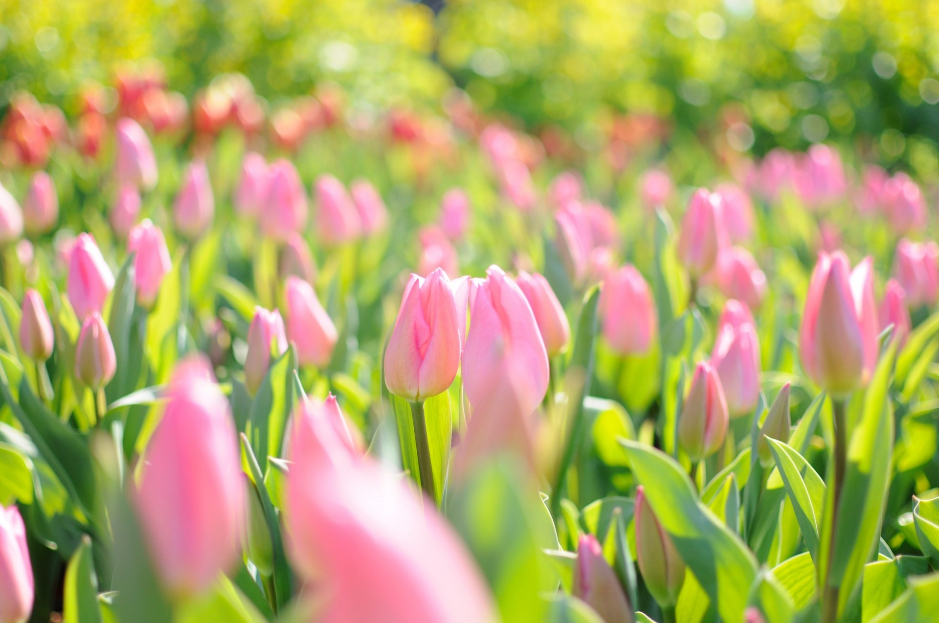 pink field light flower reflections tulips spring