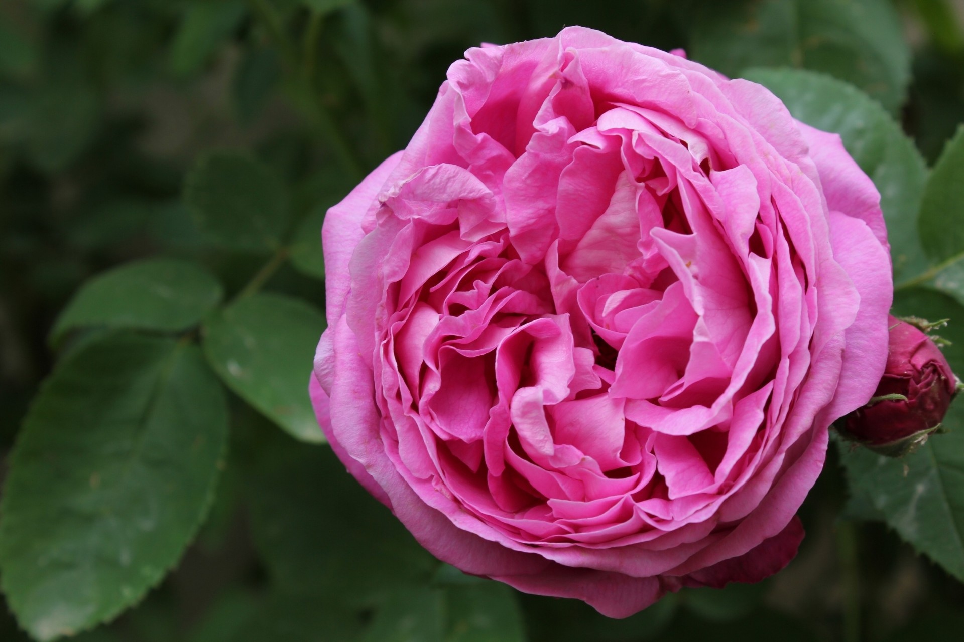 macro rosa brote