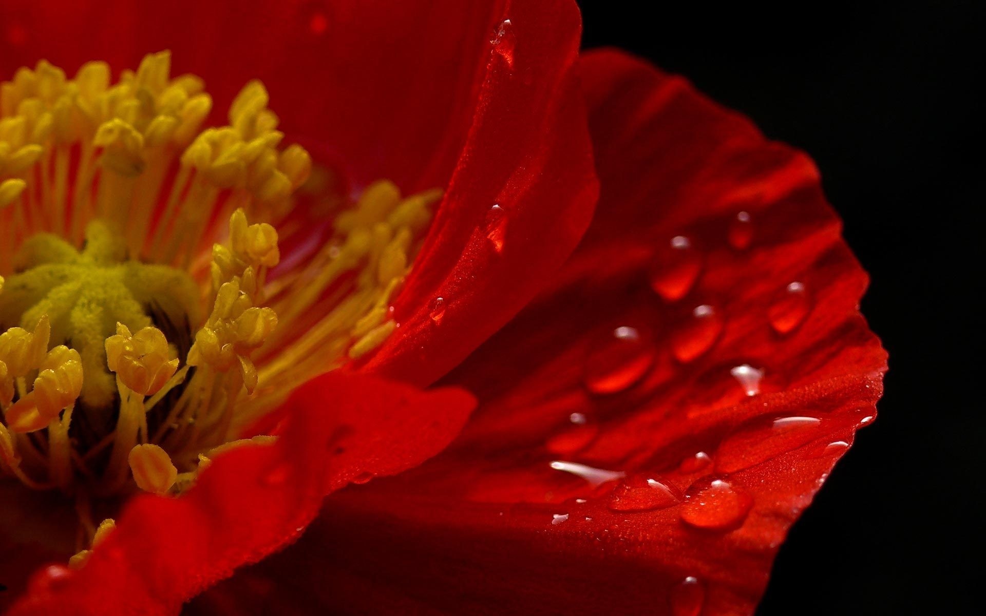 macro amapola flor rojo