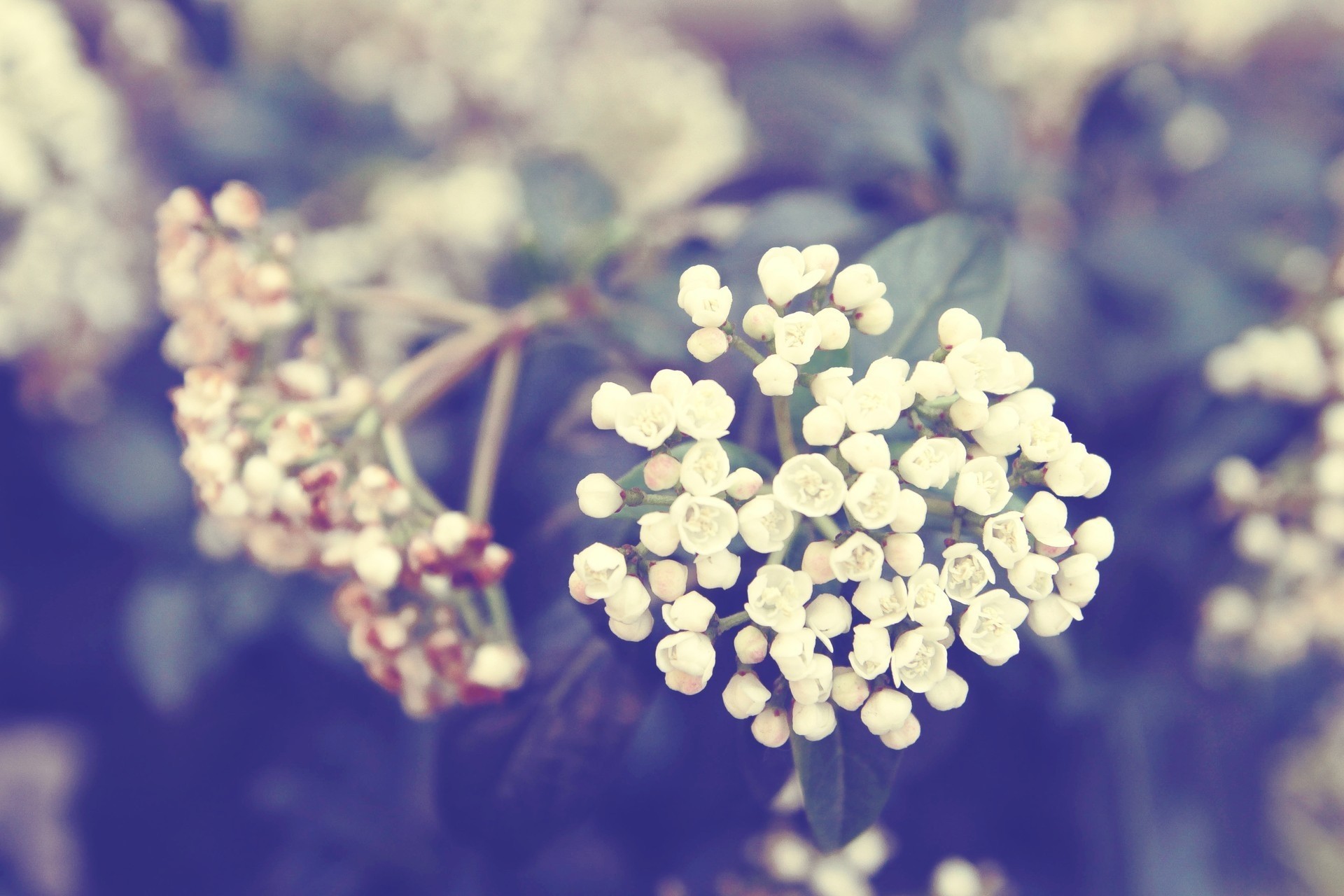 printemps fleurs