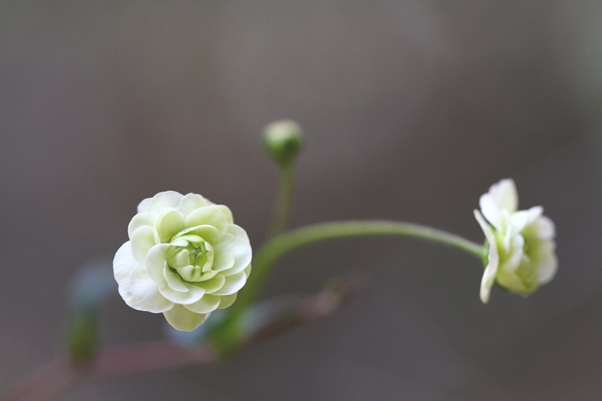 sfondo camelia fiori sfocatura bianco