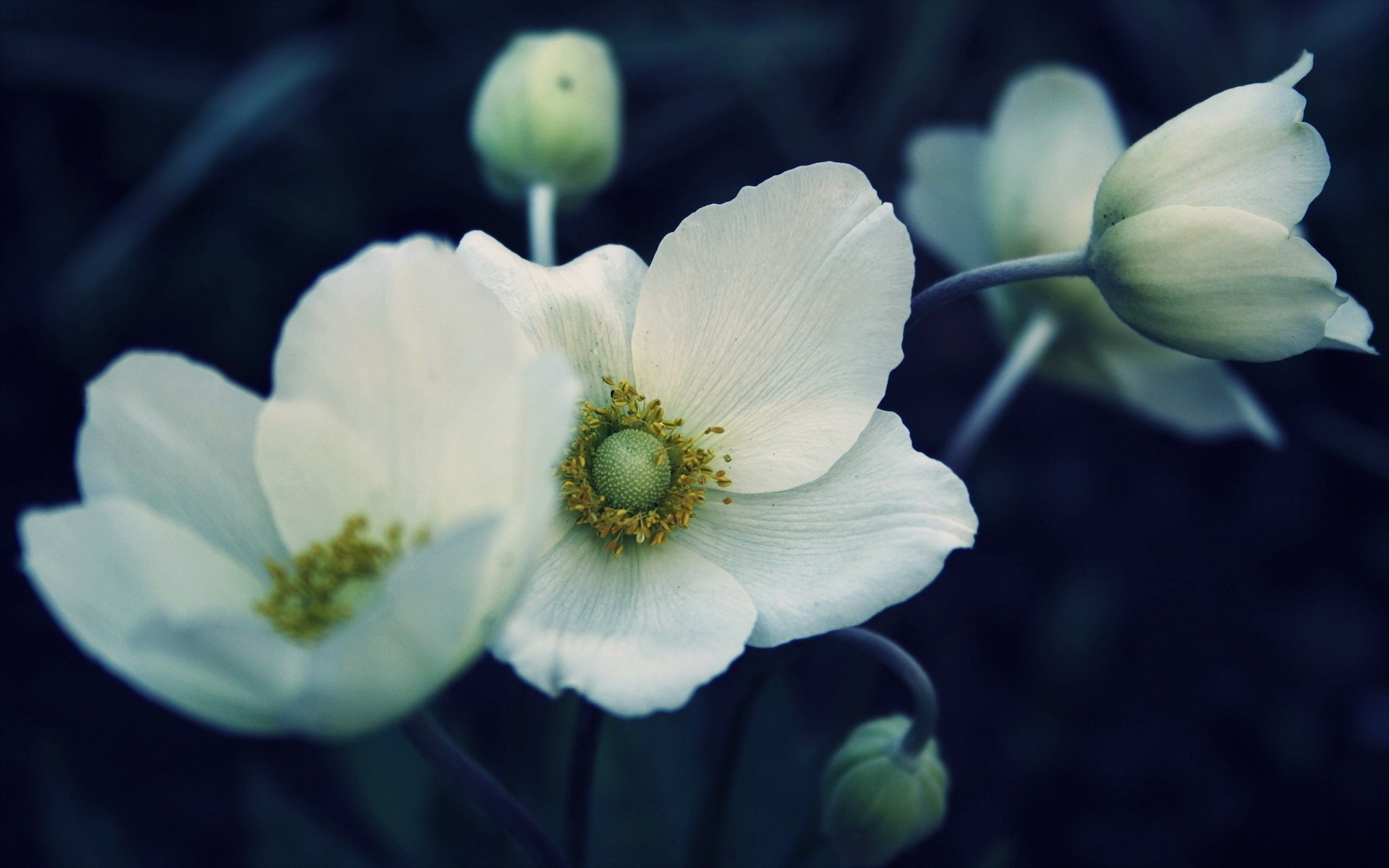 sfondo fiori natura