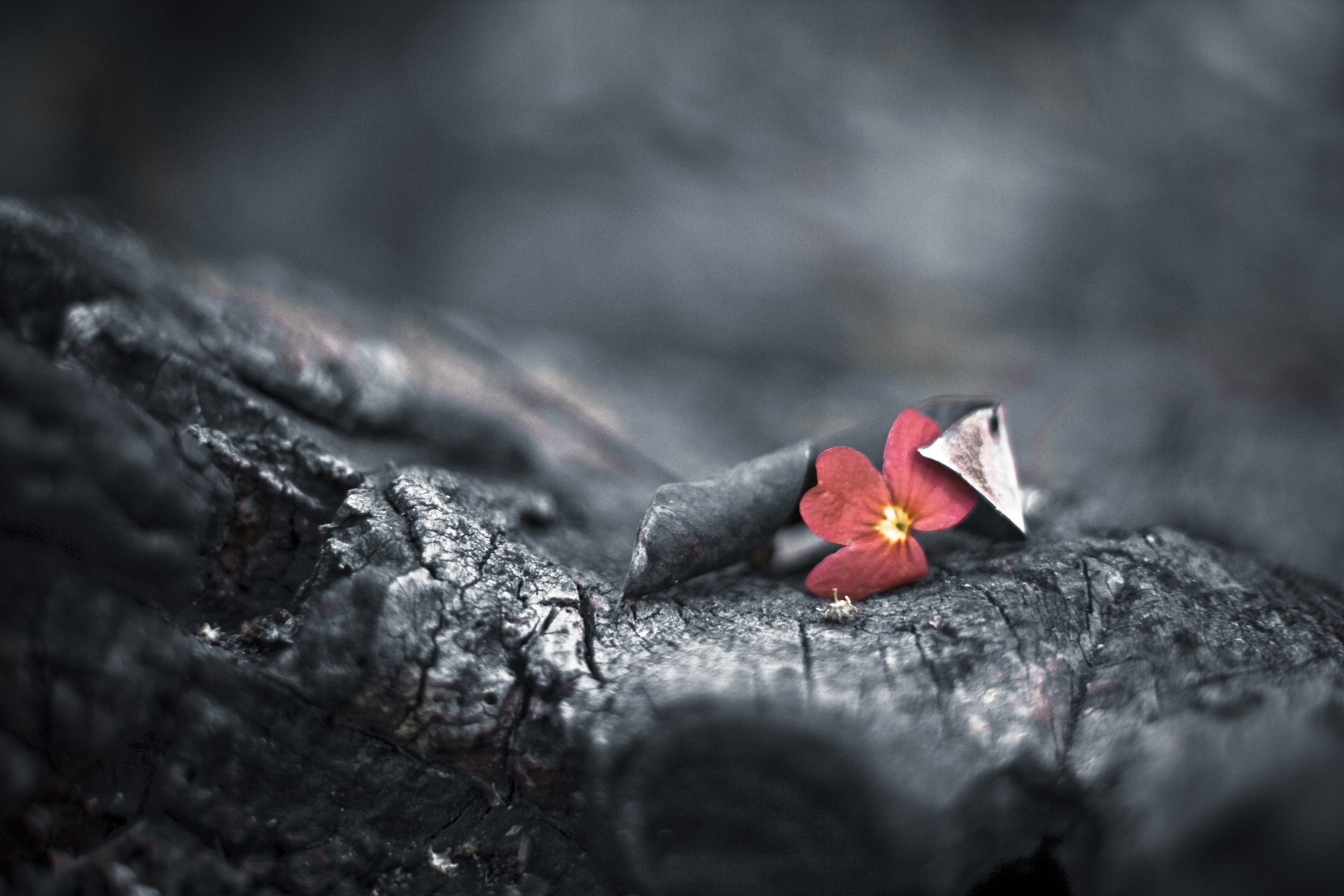 fleur bokeh rouge noir et blanc