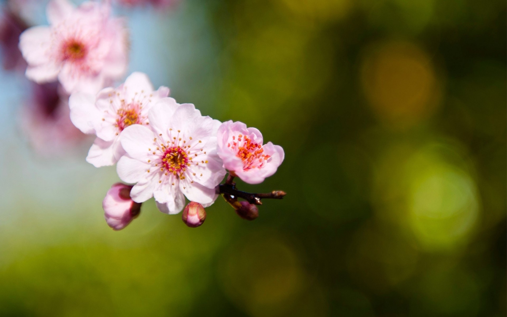 messa a fuoco sfocatura ramoscello sfocatura rosa luci sakura