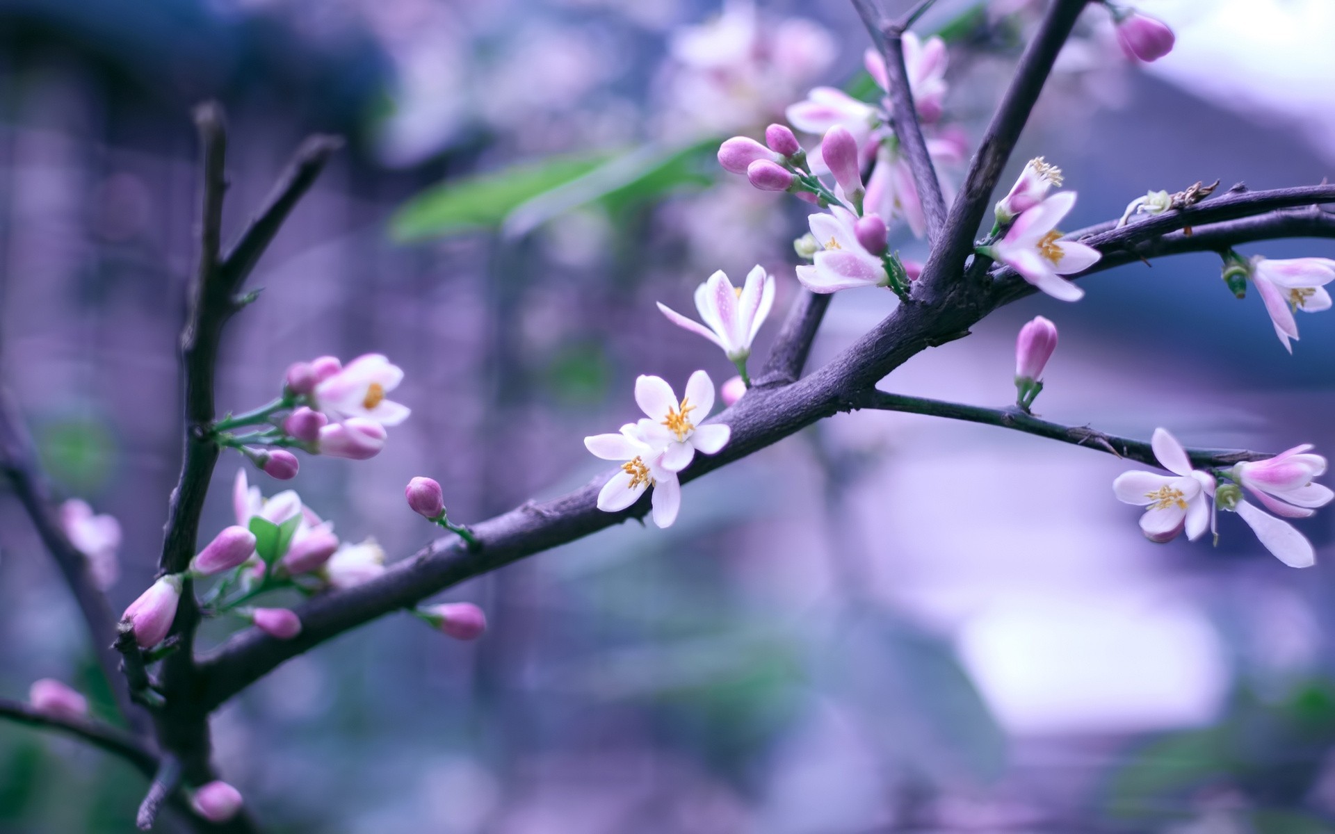 bokeh fleurs rose brindille floraison branche printemps