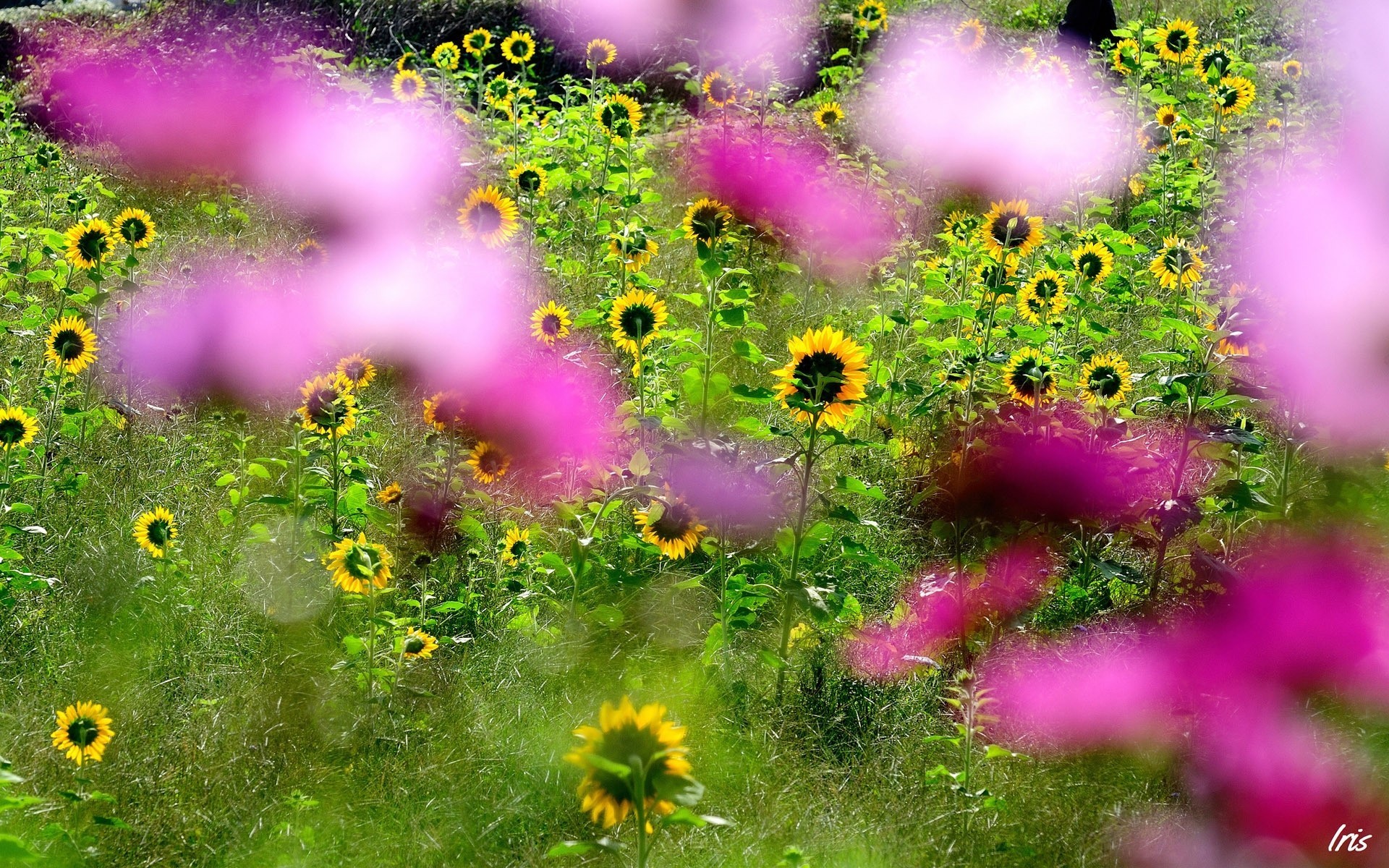 fleurs flou rose tournesols champ mise au point