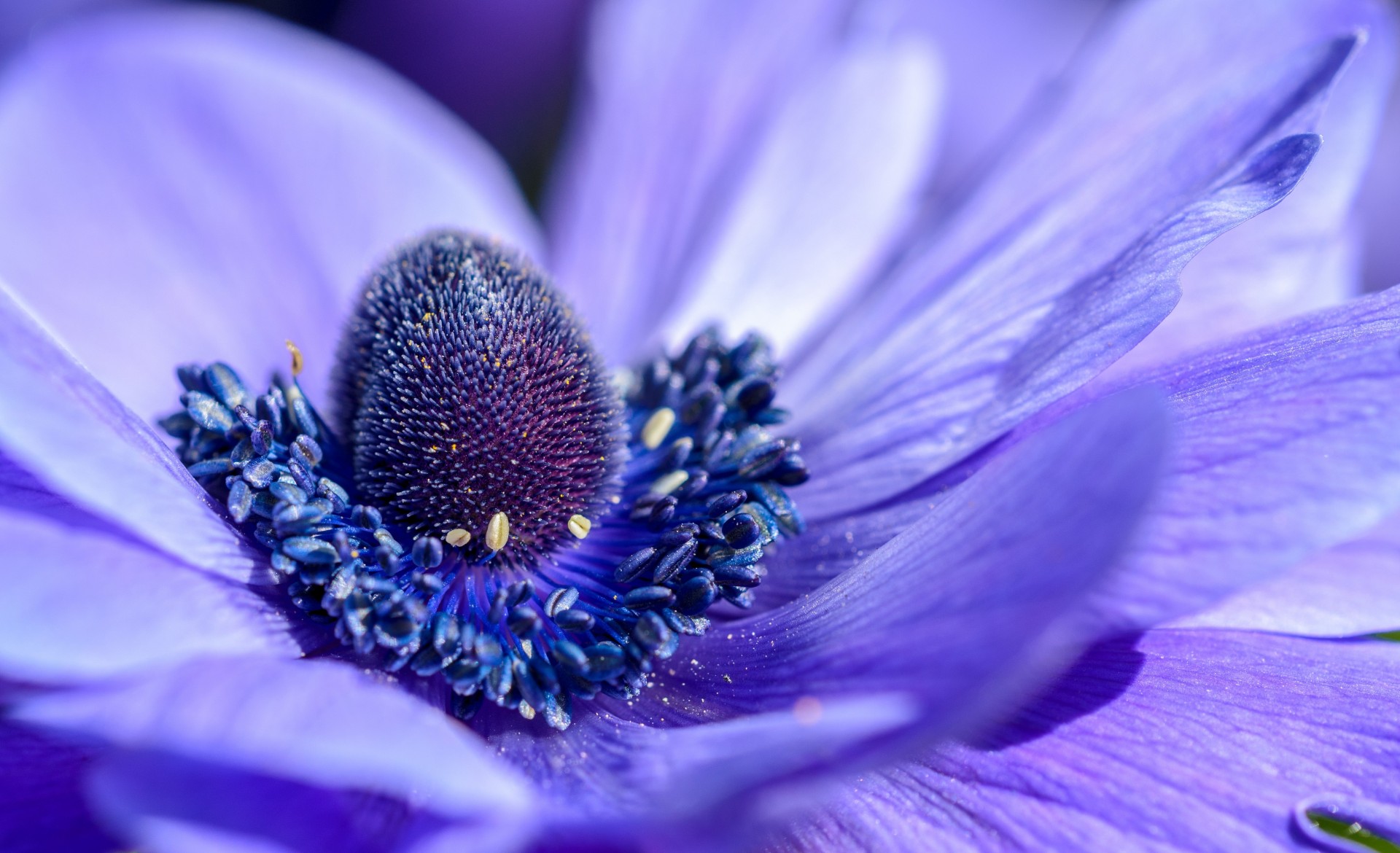 flower nature beautiful purple close up petal