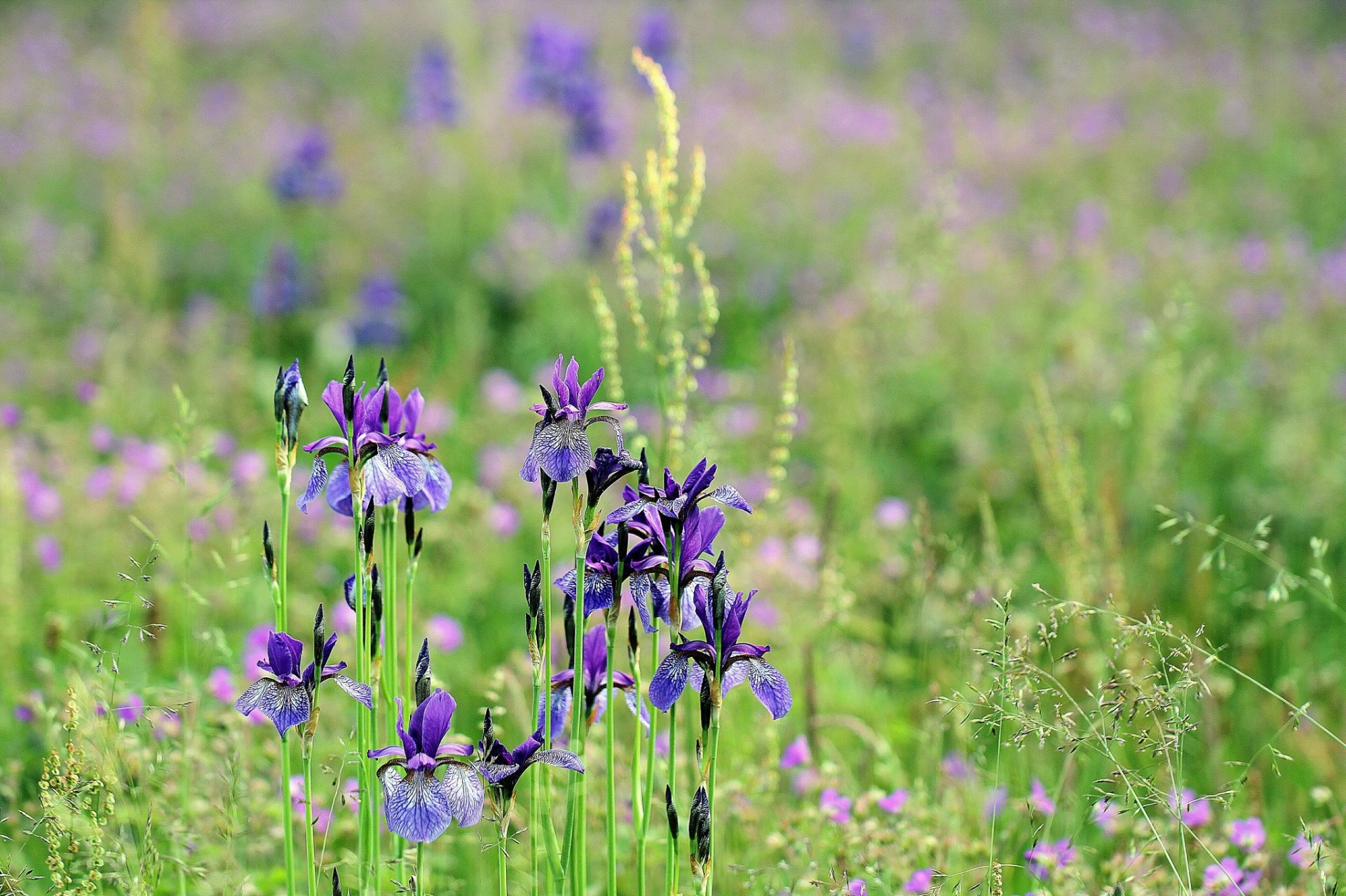 the field grass summer flower iri