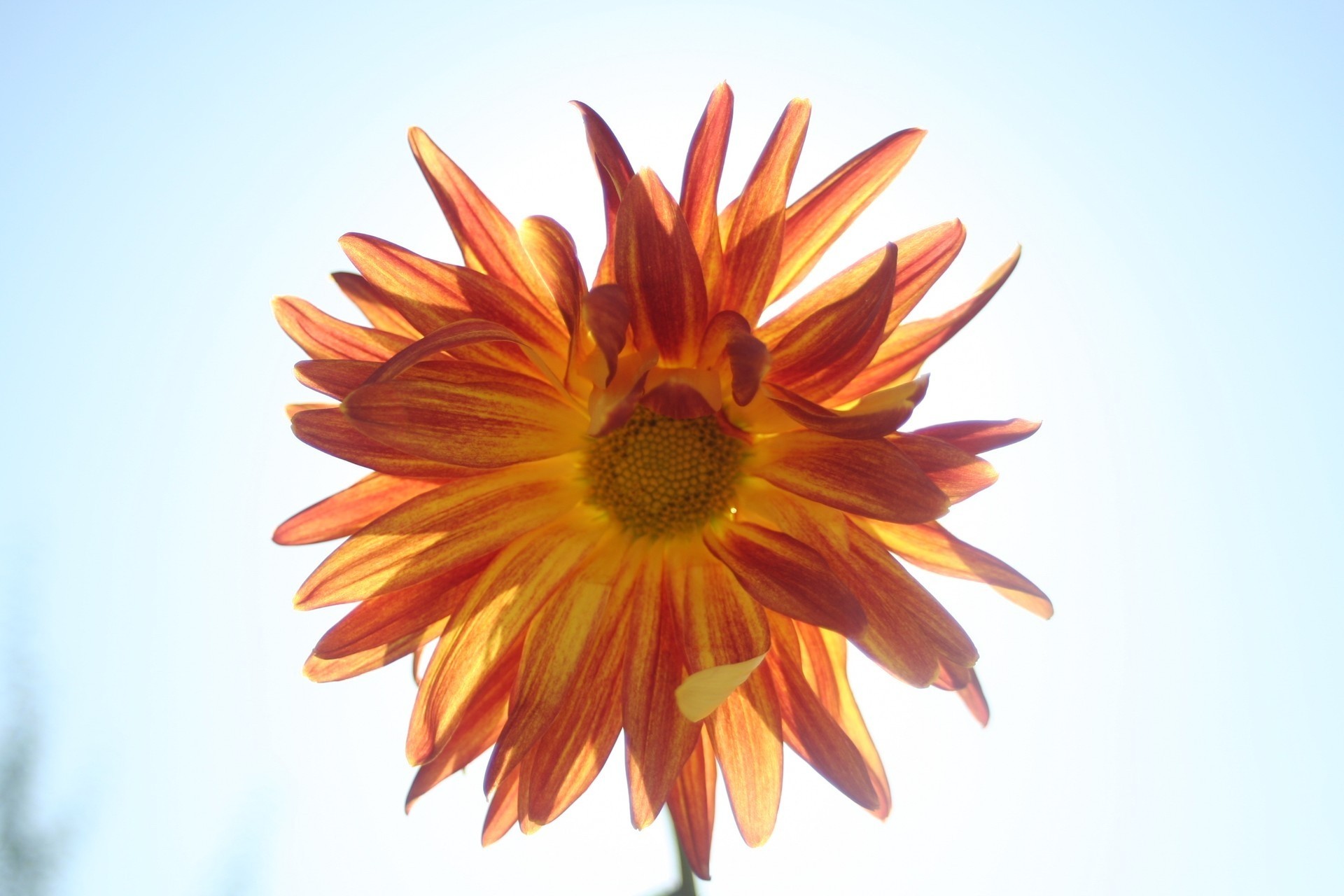 ky sun flower