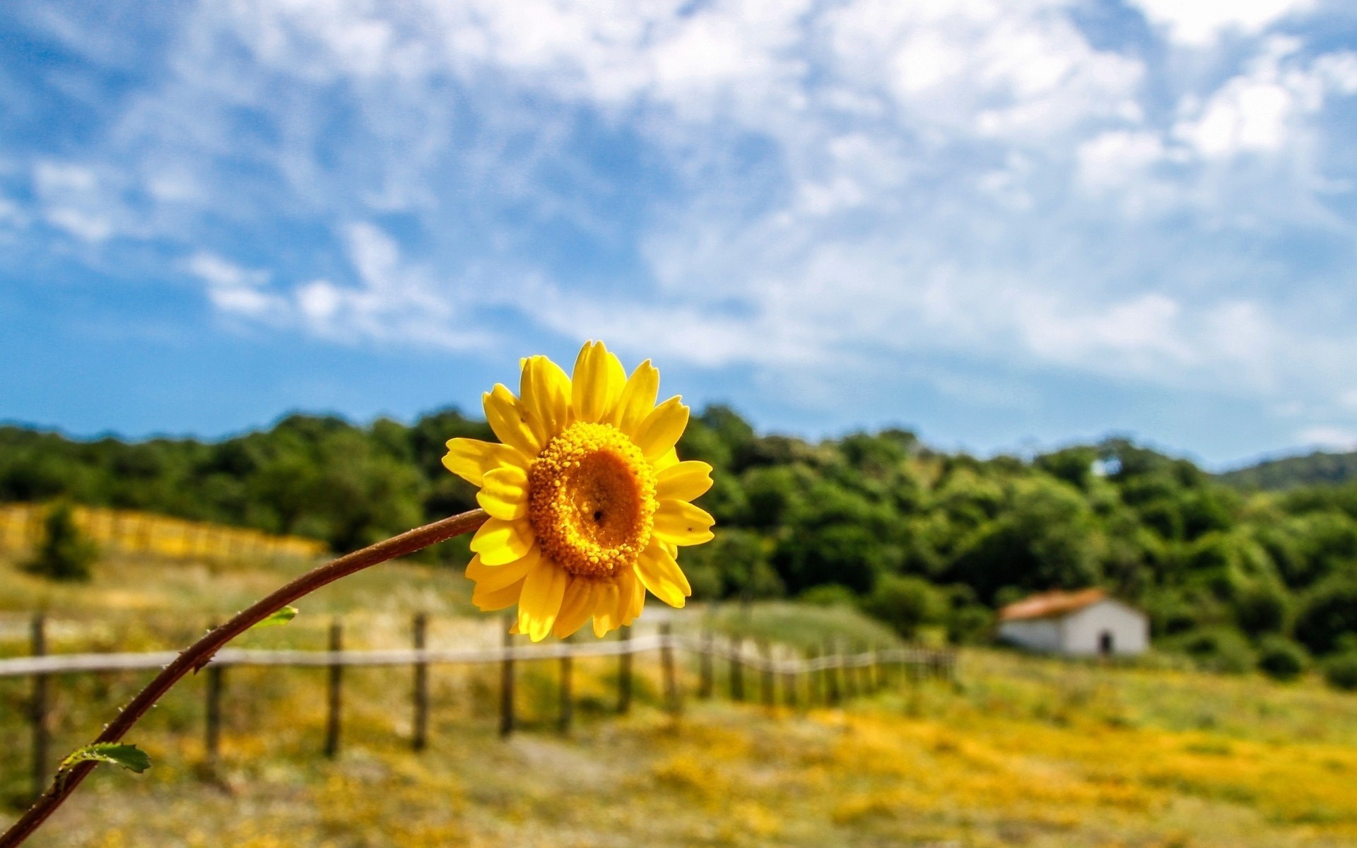 hoja flores follaje casa flor árbol fondo árboles papel pintado amarillo cielo va cerca