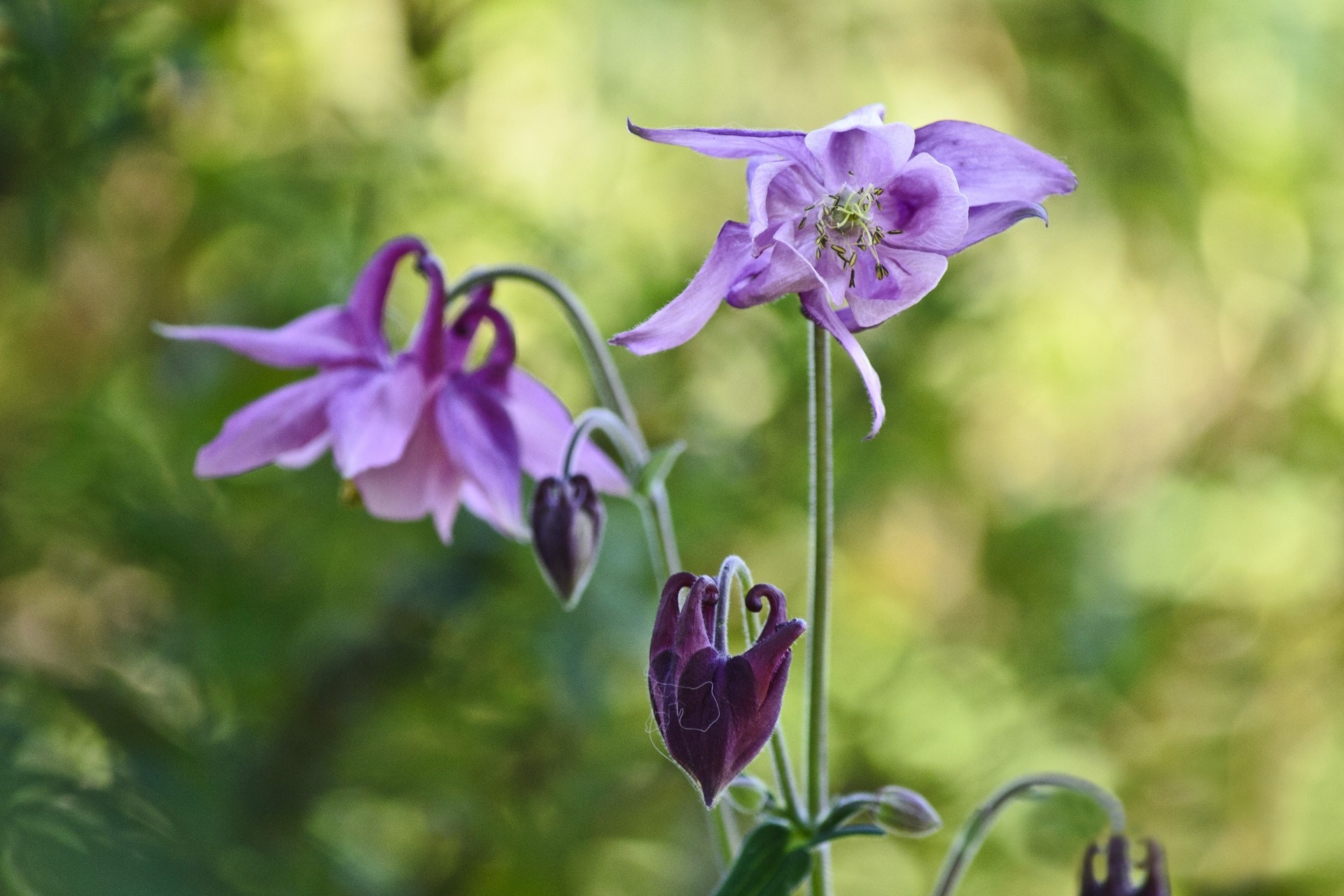 lila fondo flores reflejos aquilegia cuenca orlik