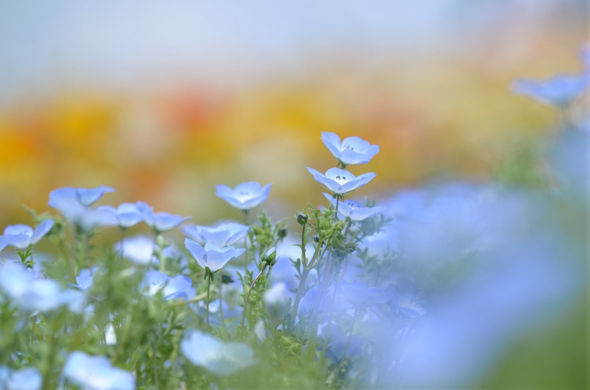 gens verdure fleurs flou lin bleu printemps