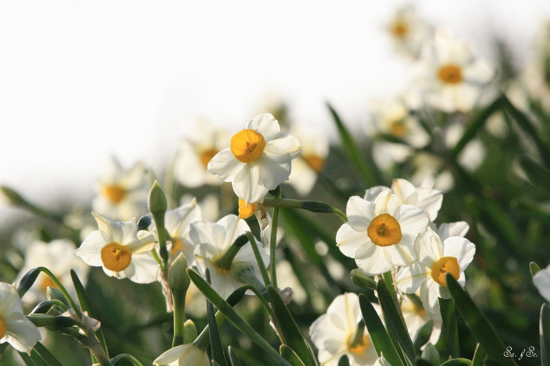 jonquilles blanc printemps