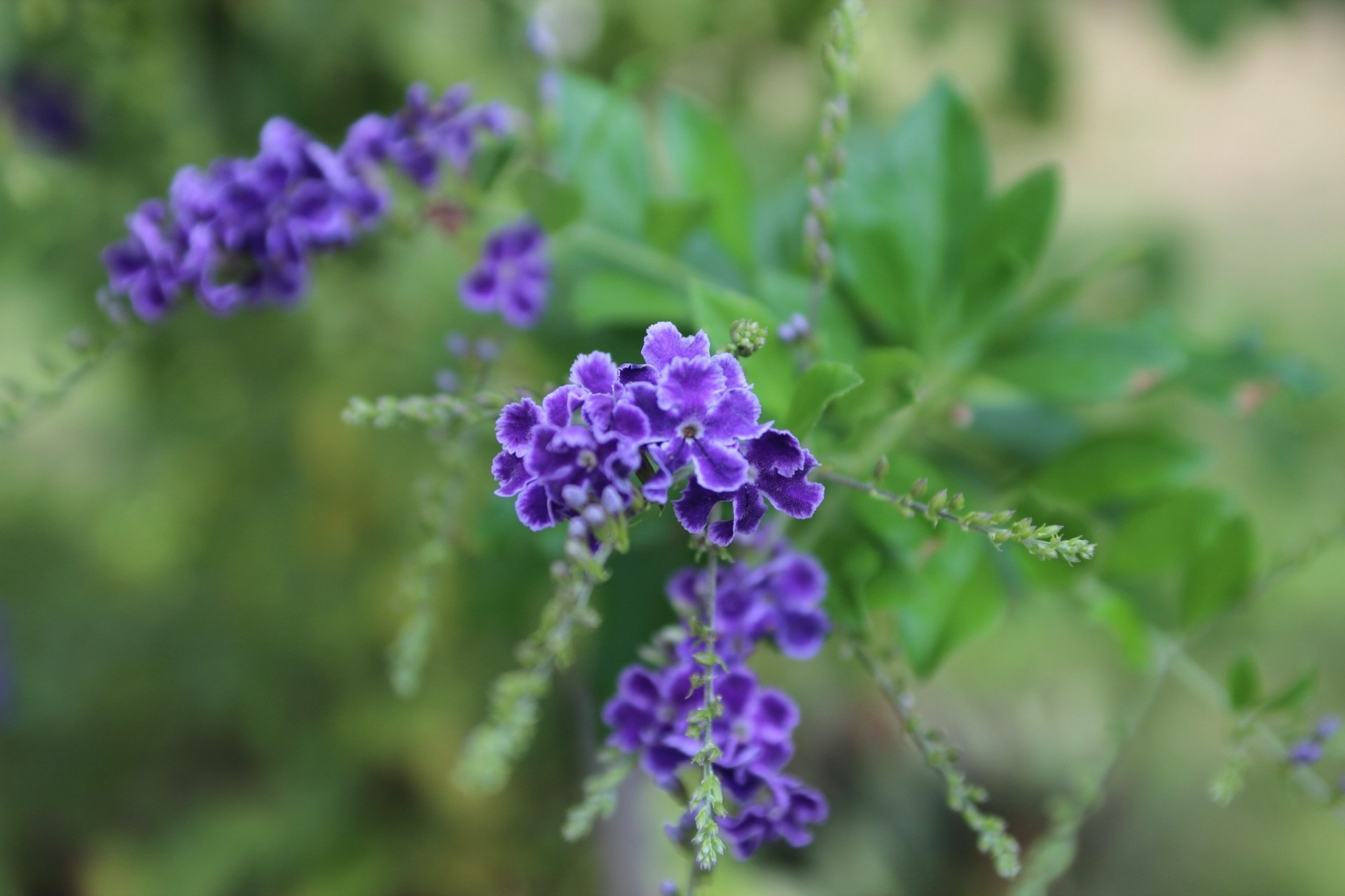 lilla infiorescenza fiori sfocatura