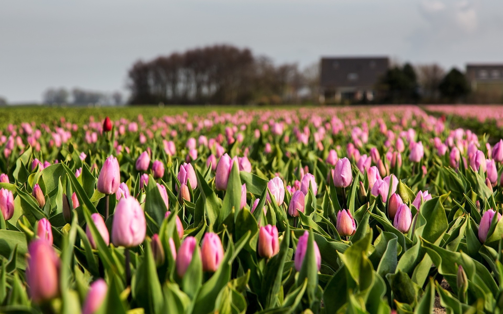 champ nature tulipes