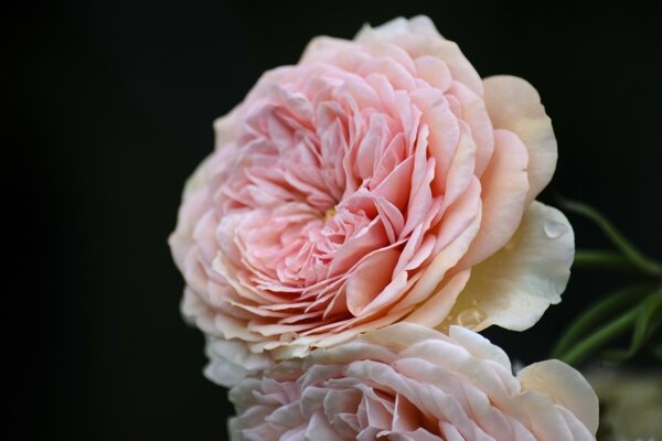 Pink blooming flower macro photo