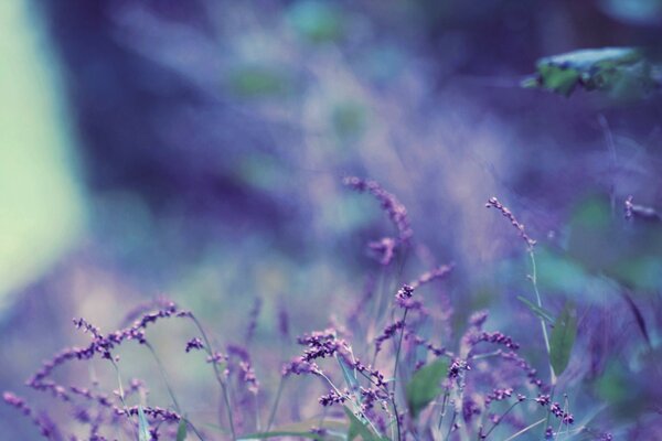 Flores de lavanda púrpura sobre un fondo borroso