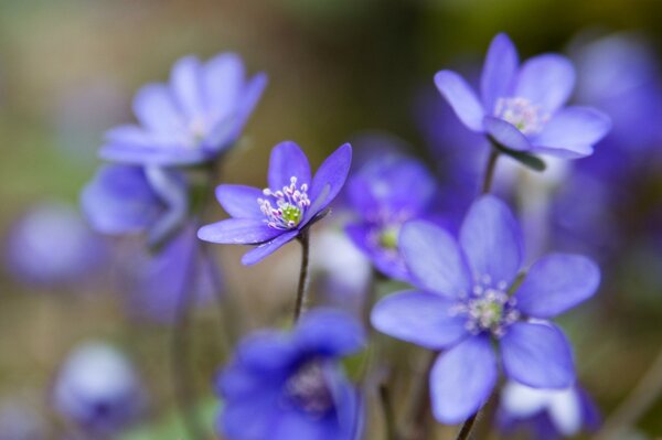 Blue flowers in the forest copse macro