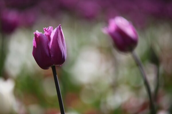 Tulpe auf verschwommenem Hintergrund