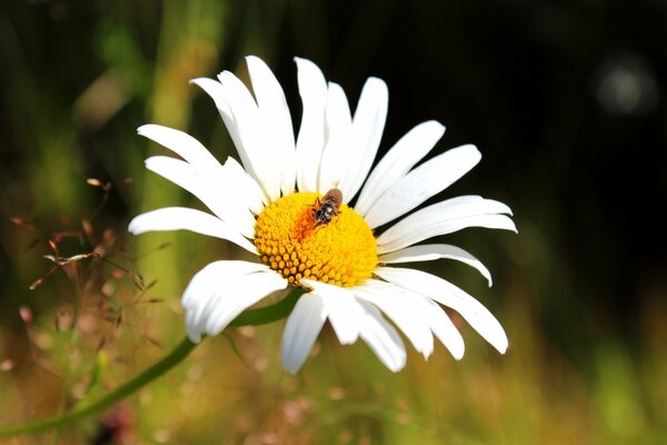 Makro einer Kamillenblüte mit einer Biene