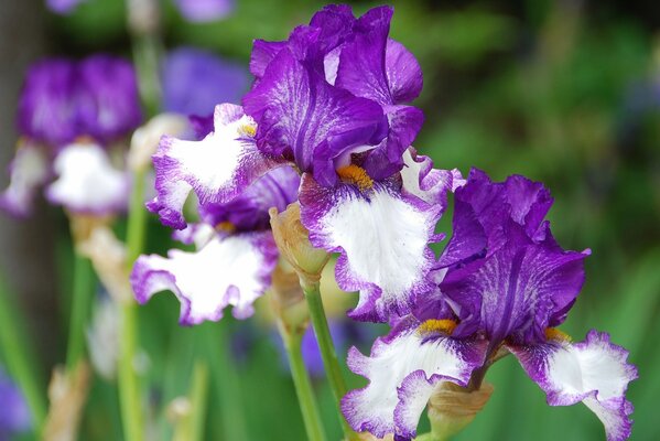 All shades of iris flowers