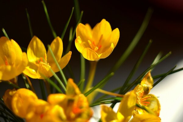 Yellow buds are blooming macro blurred focus