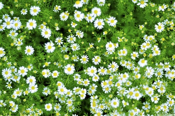 Champ de camomille. Fleurs de Prairie